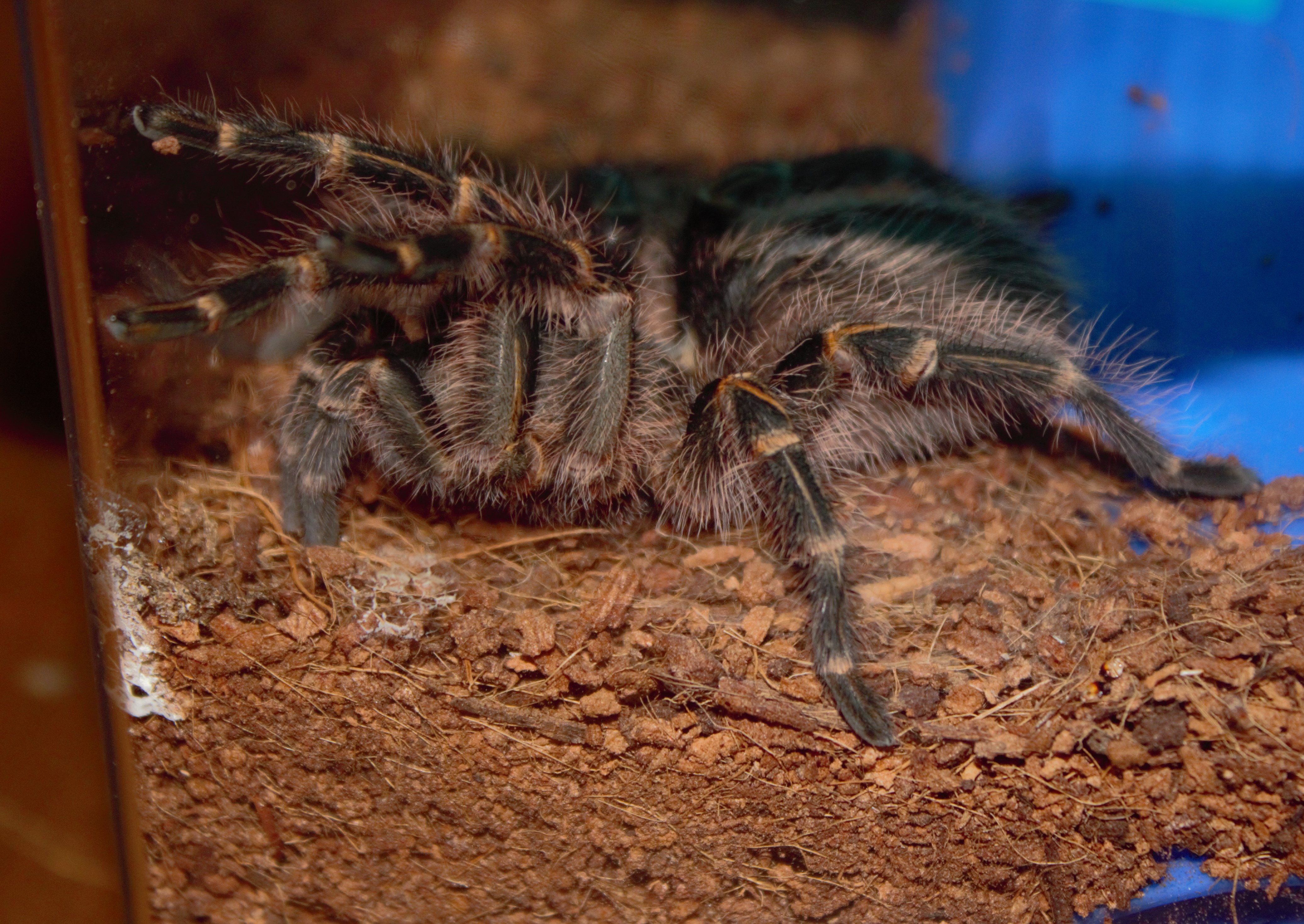 Grammostola Pulchripes