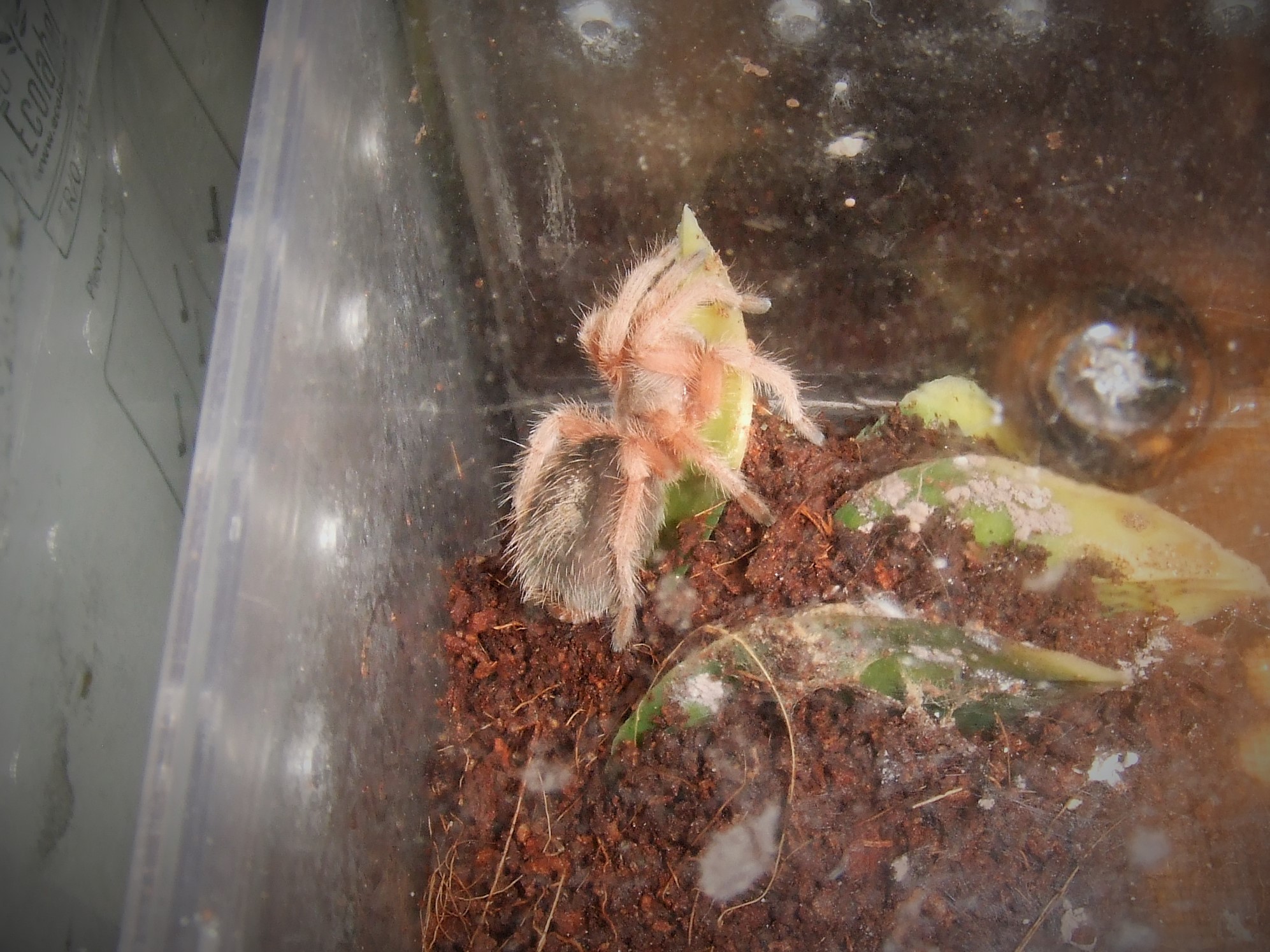 Grammostola rosea - Ember