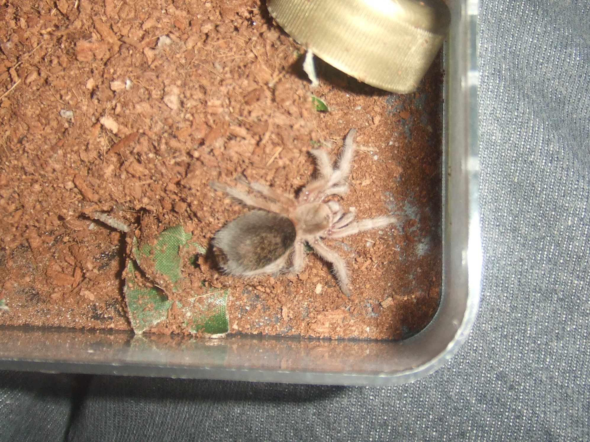 Grammostola rosea - Ember