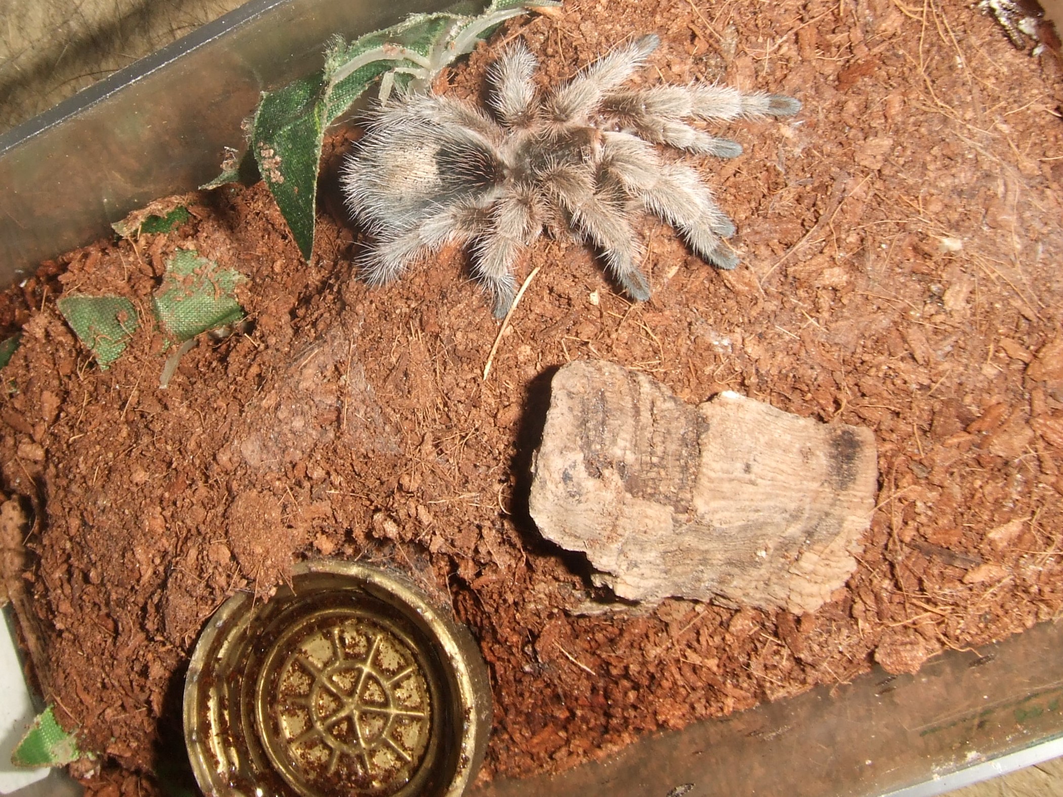 Grammostola rosea - Ember