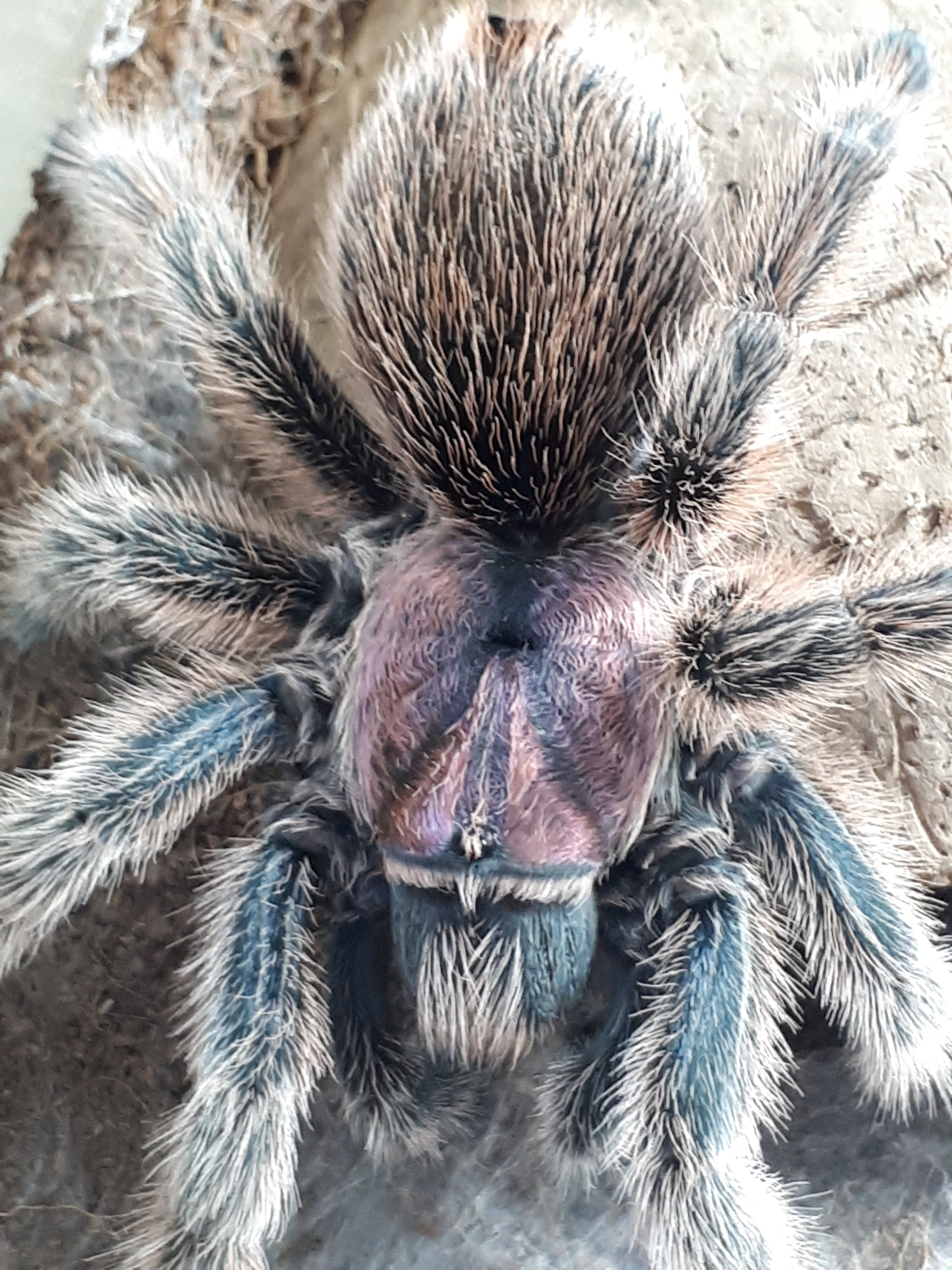 Grammostola rosea