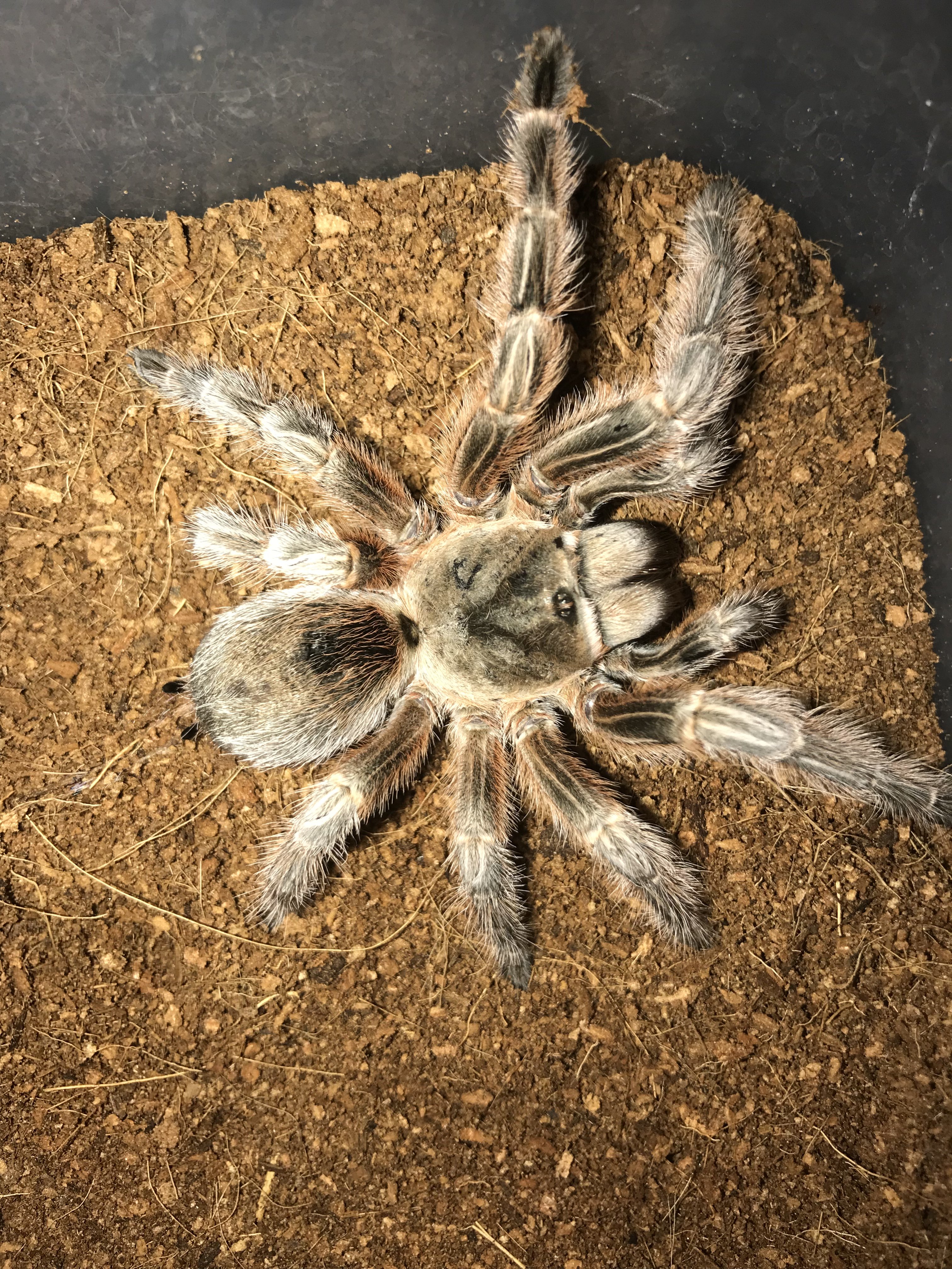 Grammostola sp concepcion