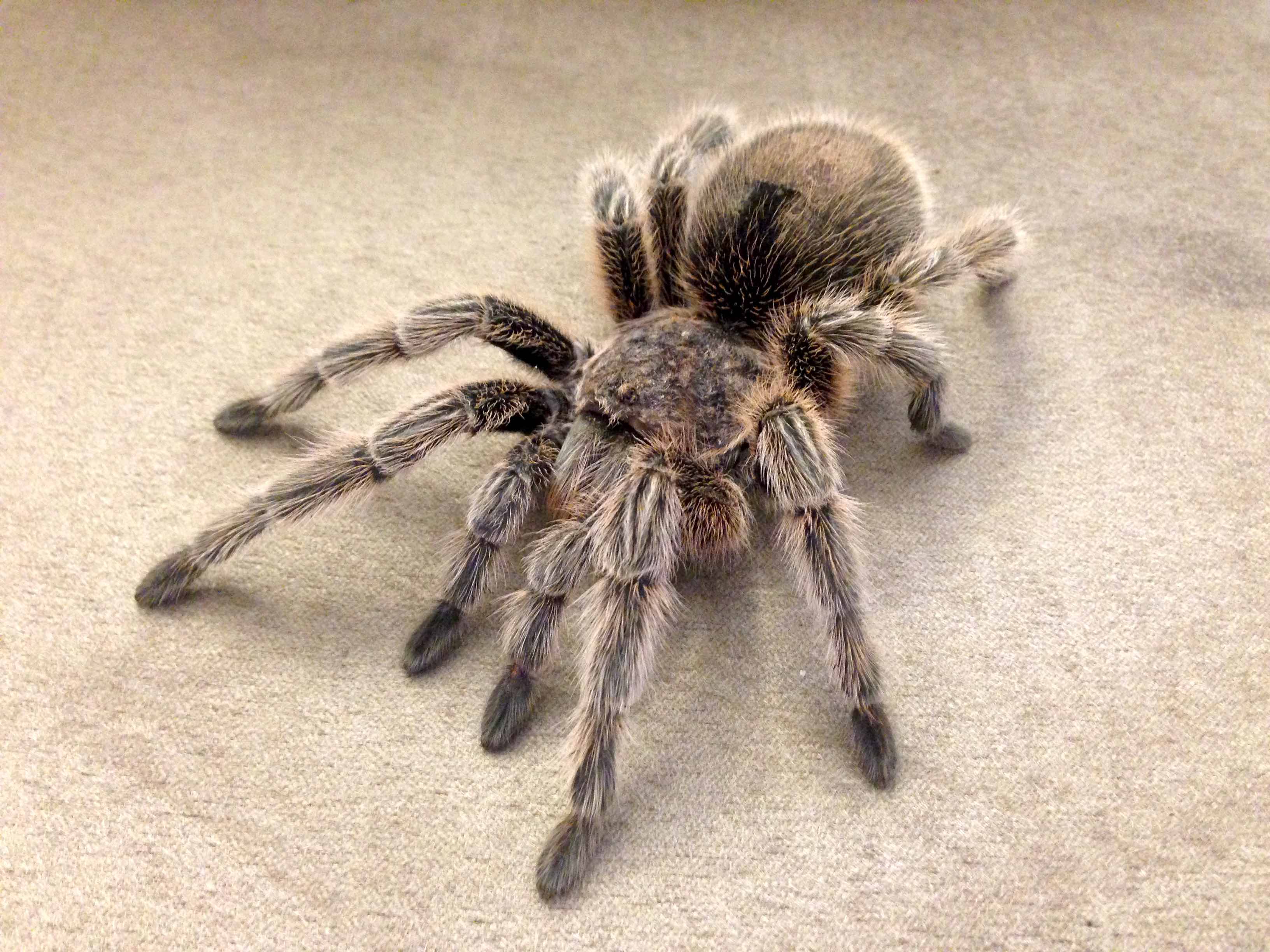 Grammostola sp.