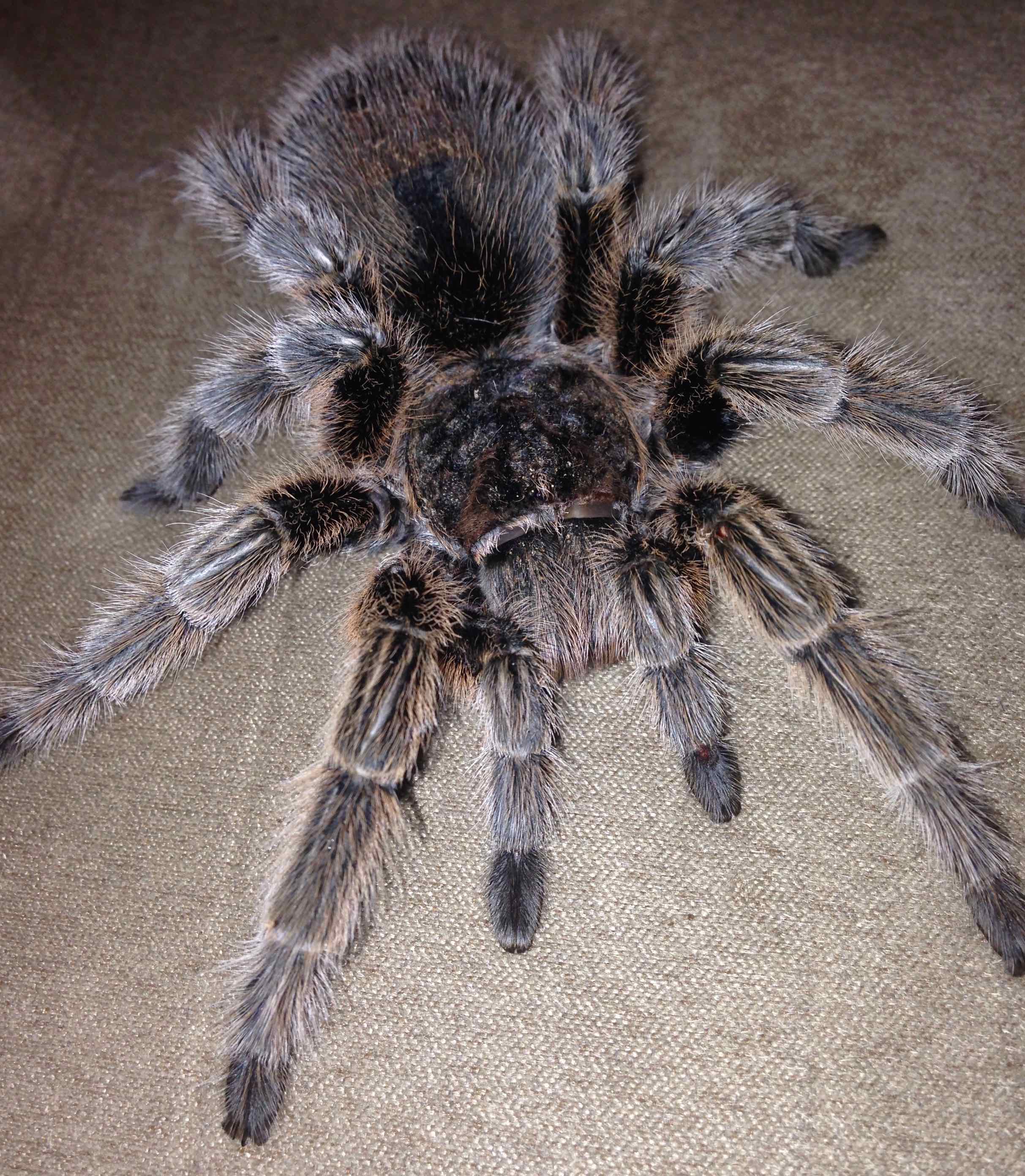 Grammostola sp.