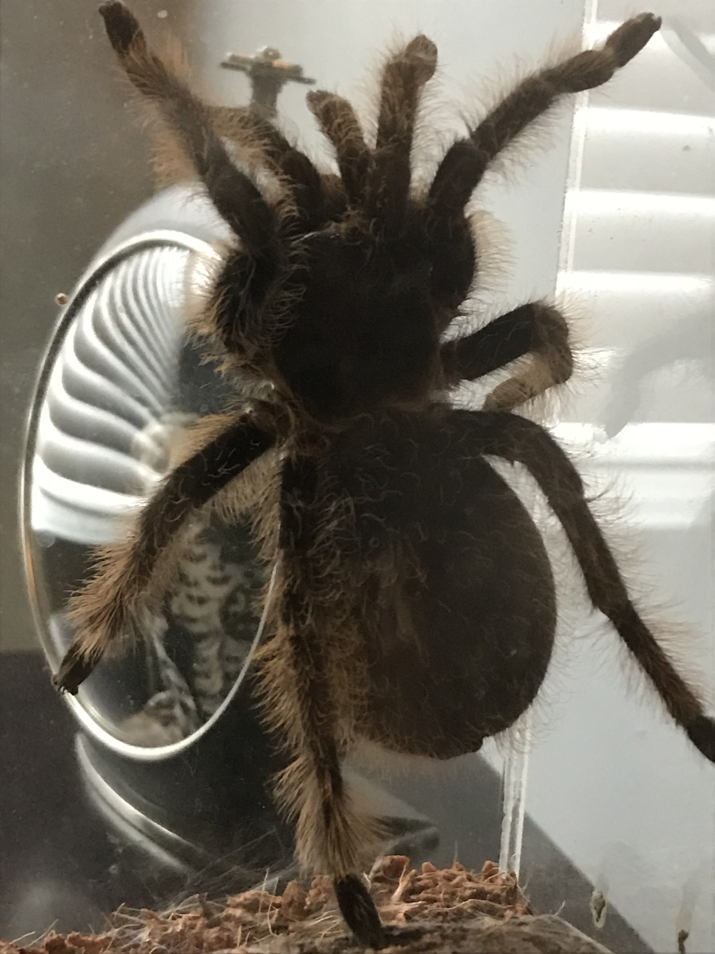 Gravid or Premolt??? | Tarantula Forum