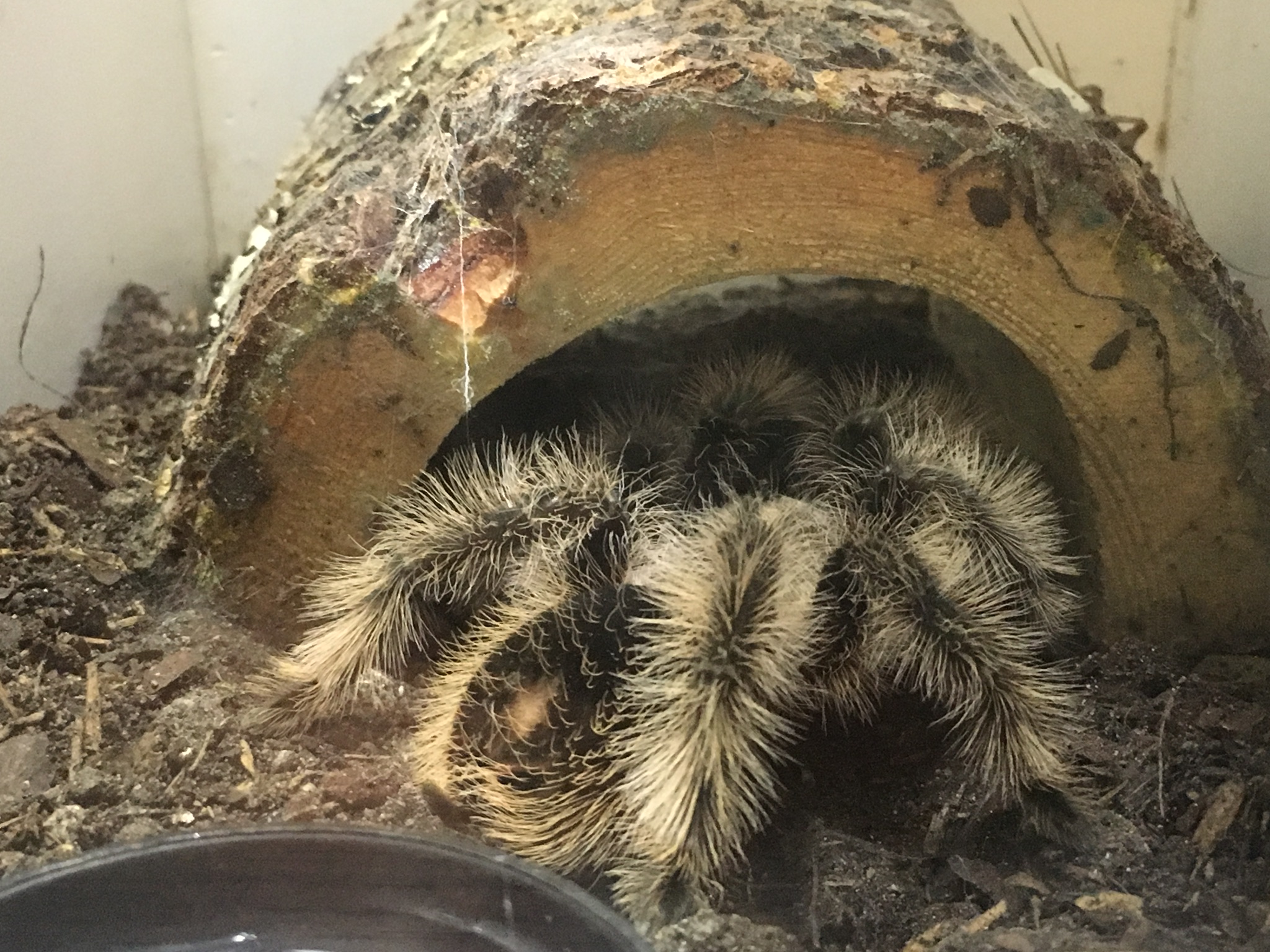 Great T.  Chases prey across her enclosure and tackles them.  Love to feed her.