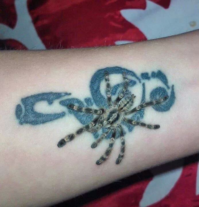 Grown on From my first P subfusca bara sac :)