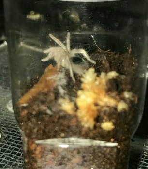 H.chilensis freshly molted.