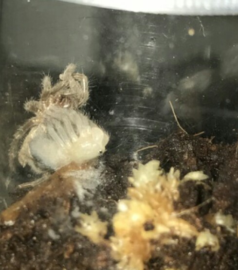 H.chilensis molting!!!