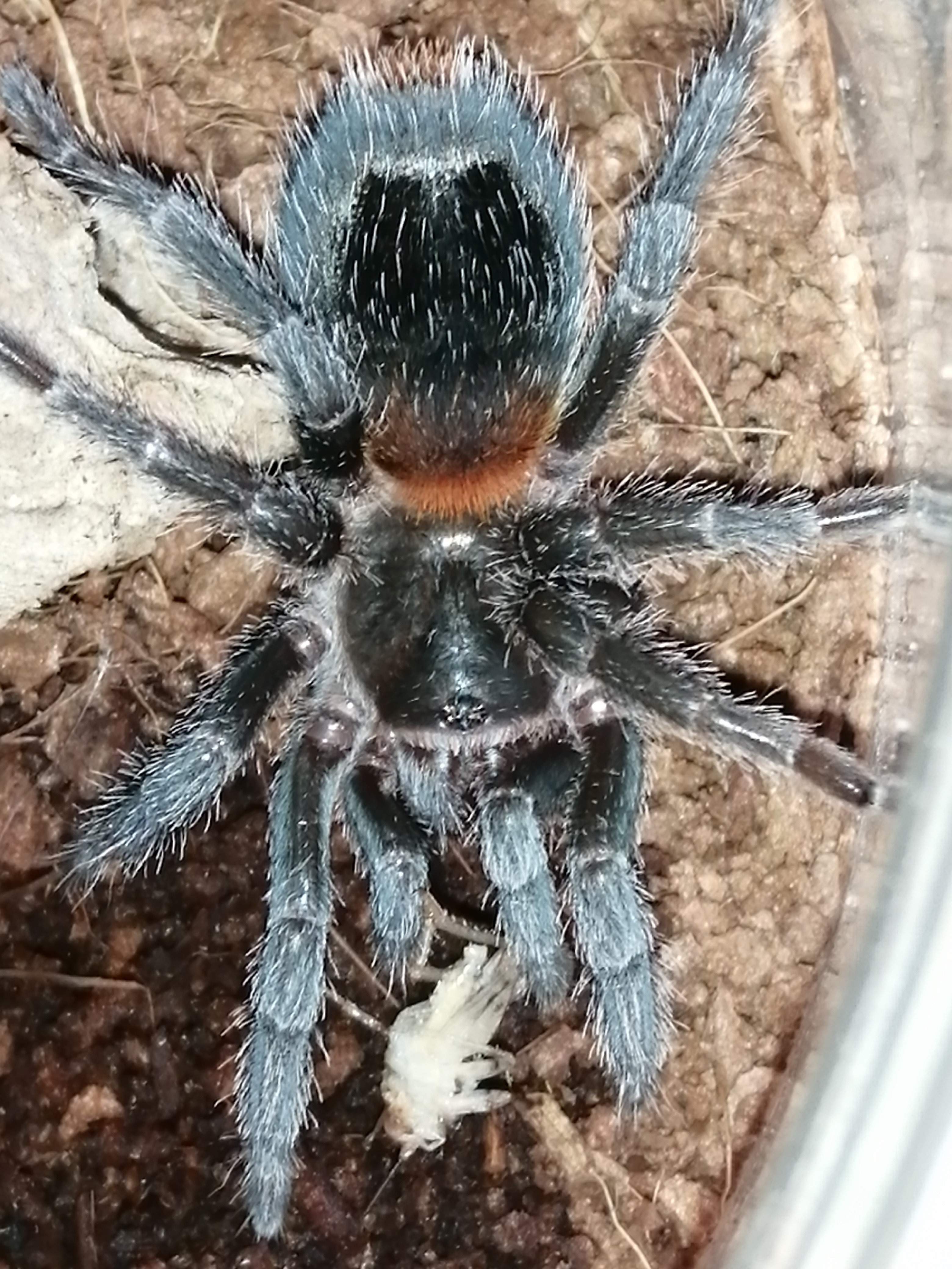 H. Chilensis