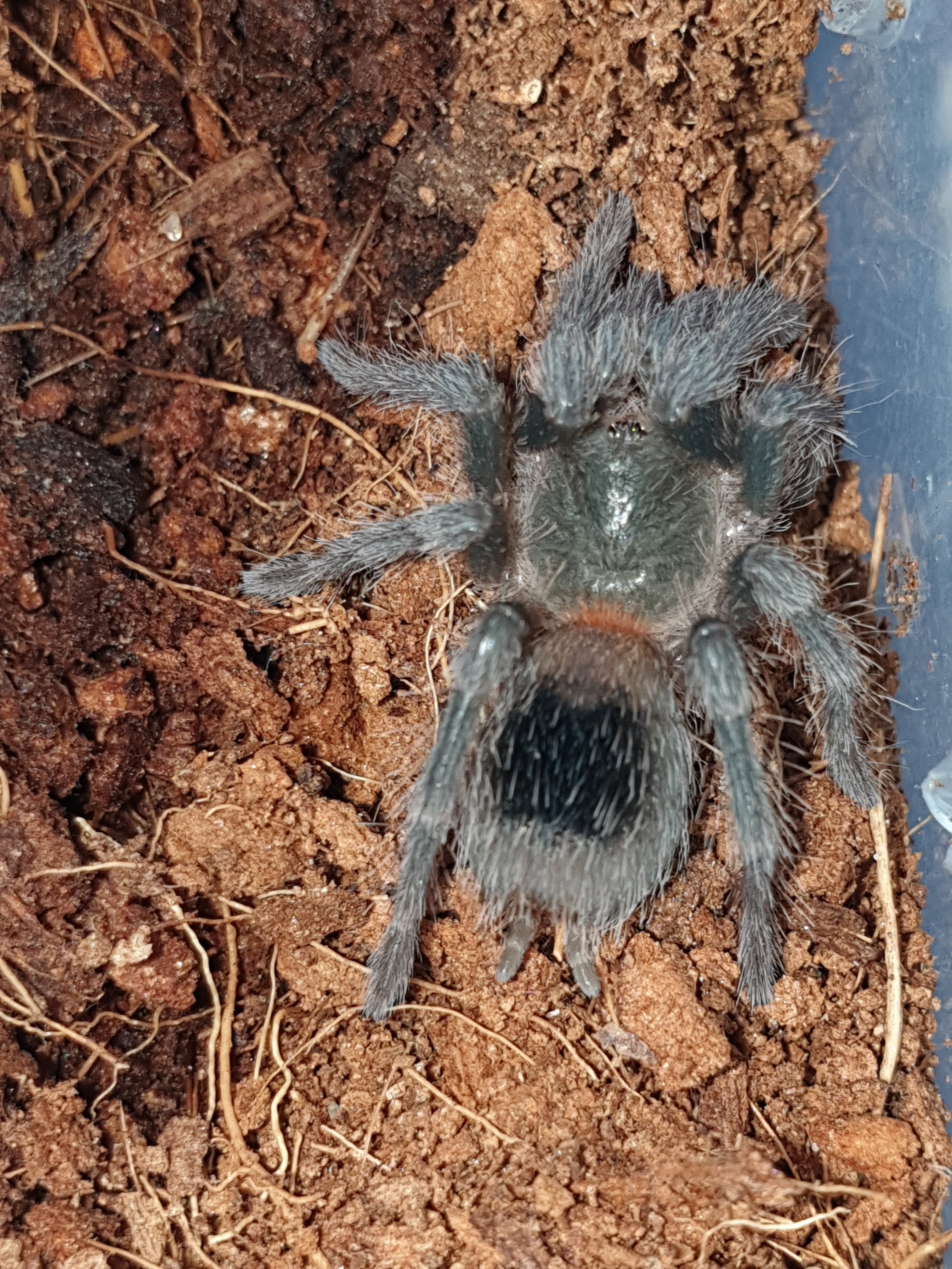 h chillensis (previously Euthlus sp. red)