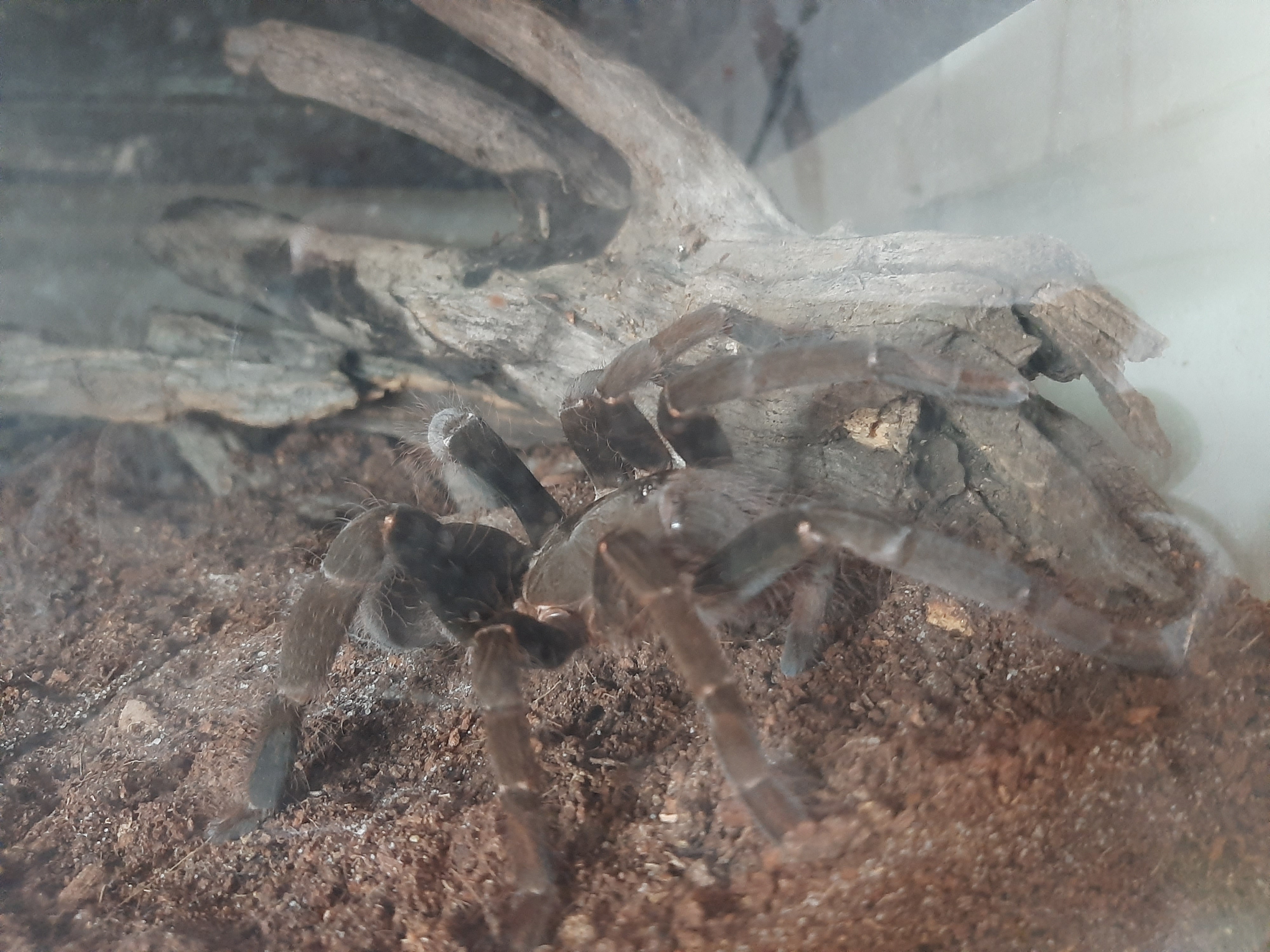 H. gigas
