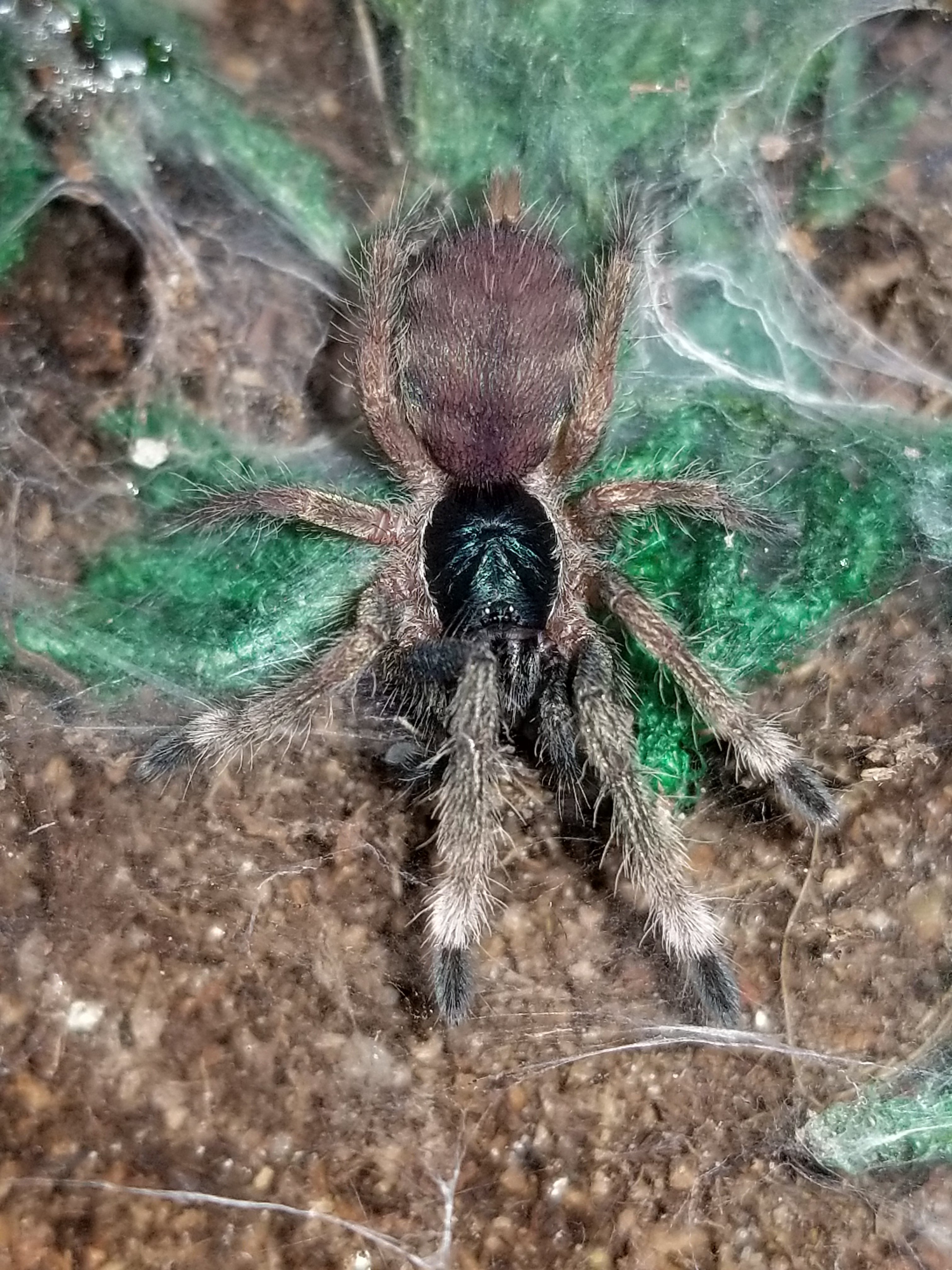 H. incei sling