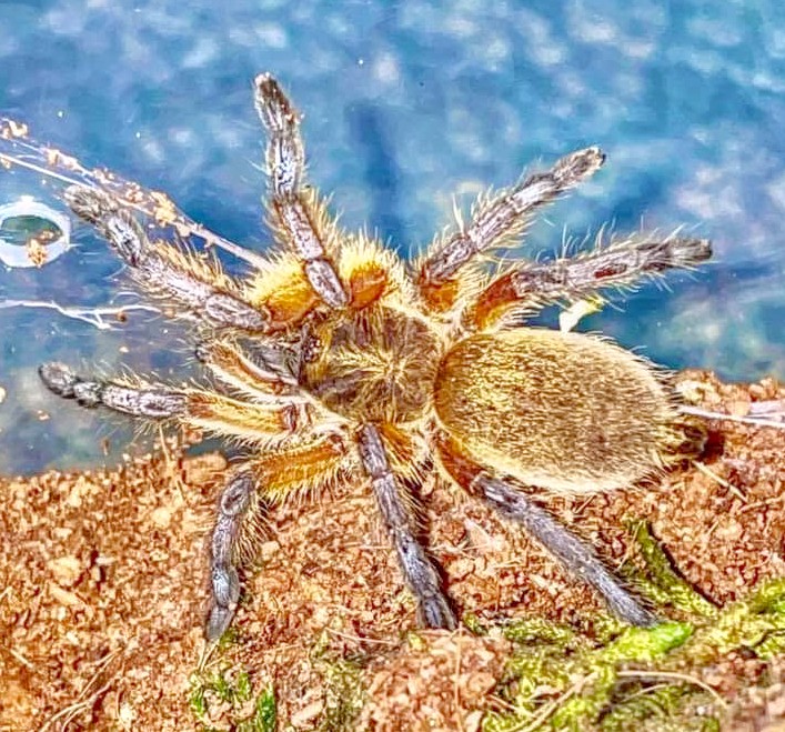 H. pulchripes 5th instar female