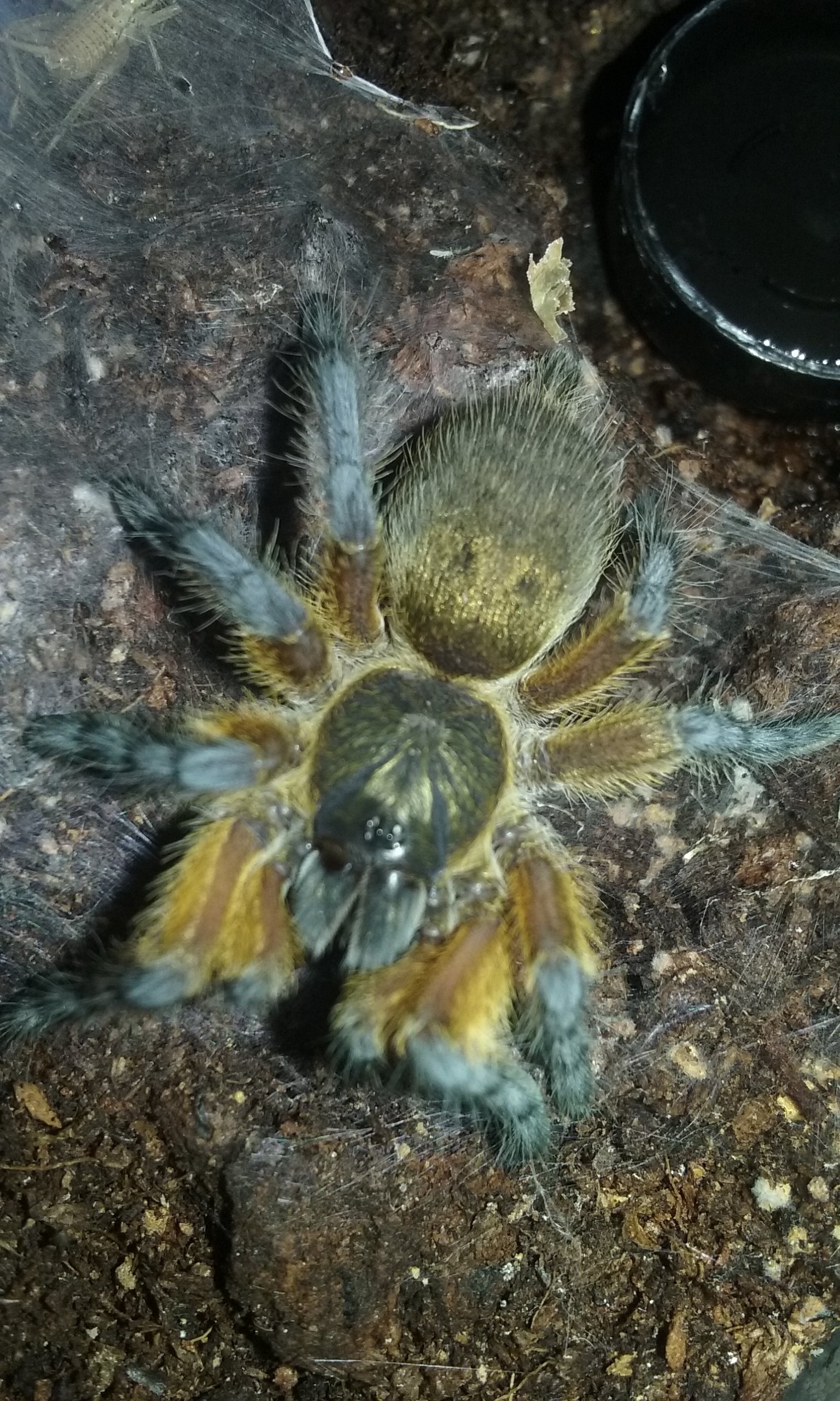 H. Pulchripes  (Apollo)