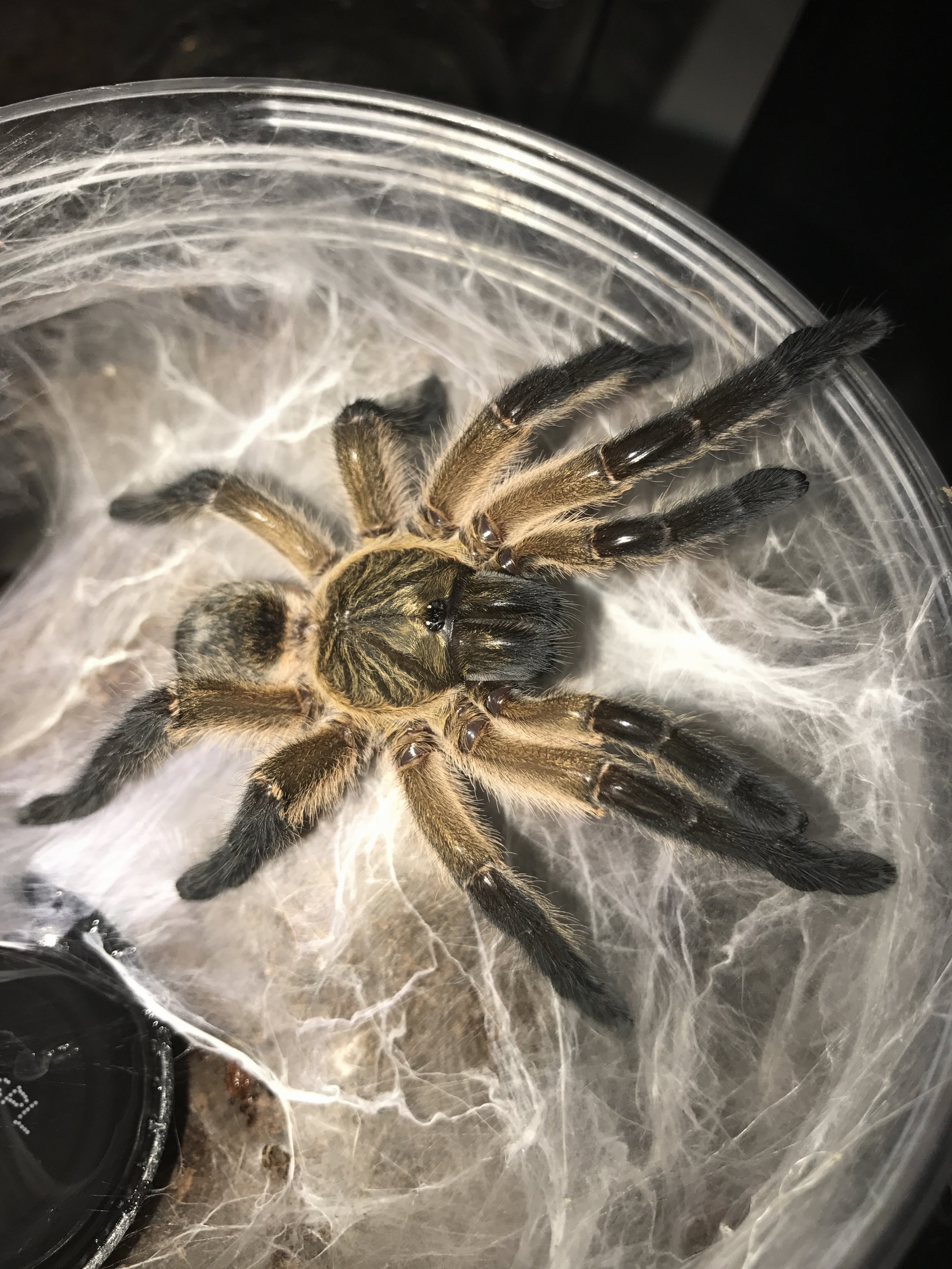 H. pulchripes freshly molted