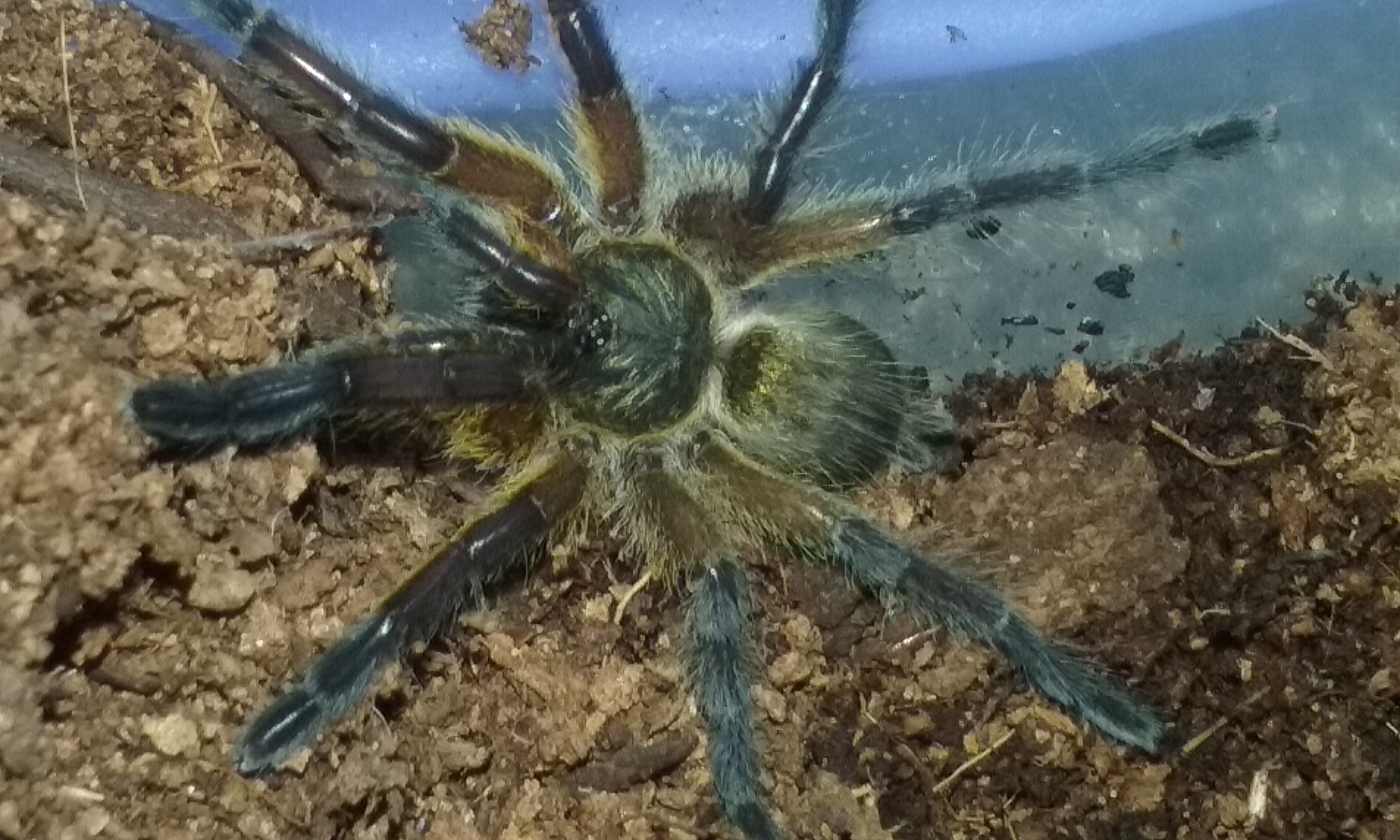 H. Pulchripes has just molted
