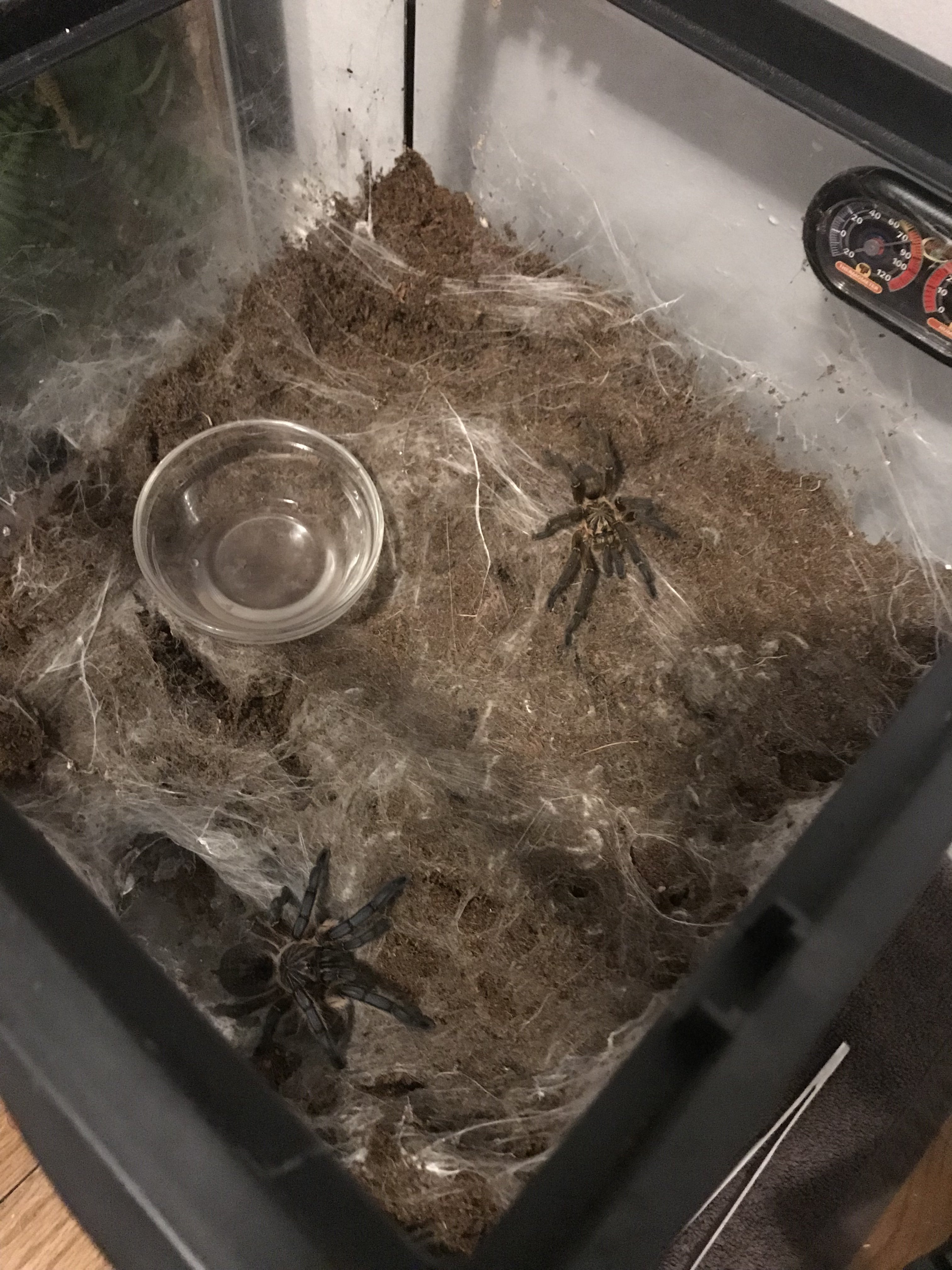 H. pulchripes.jpeg
