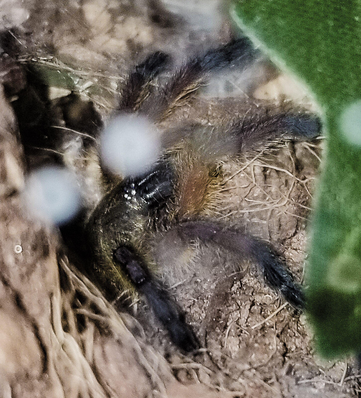 h pulchripes molt