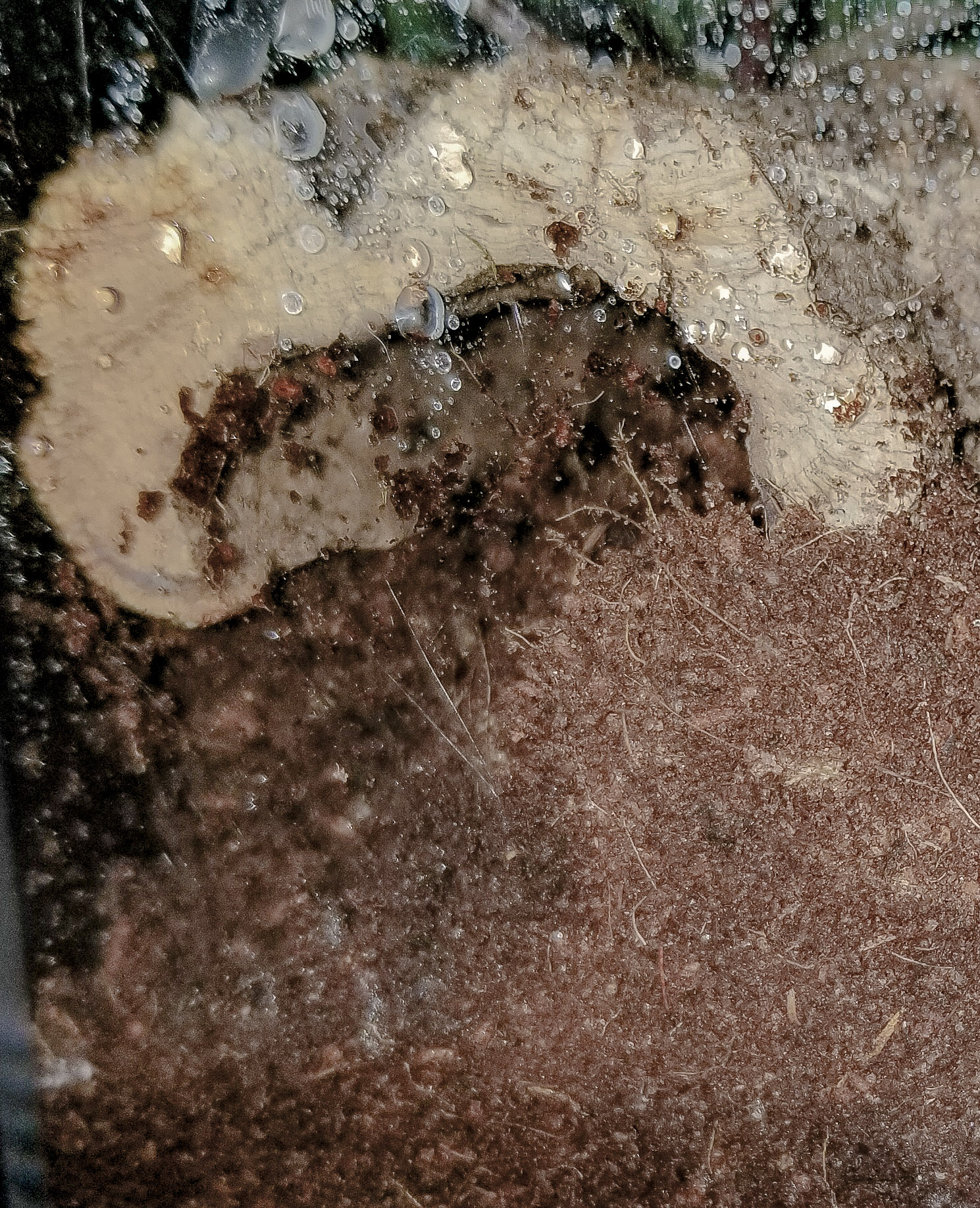 H pulchripes new cage 3