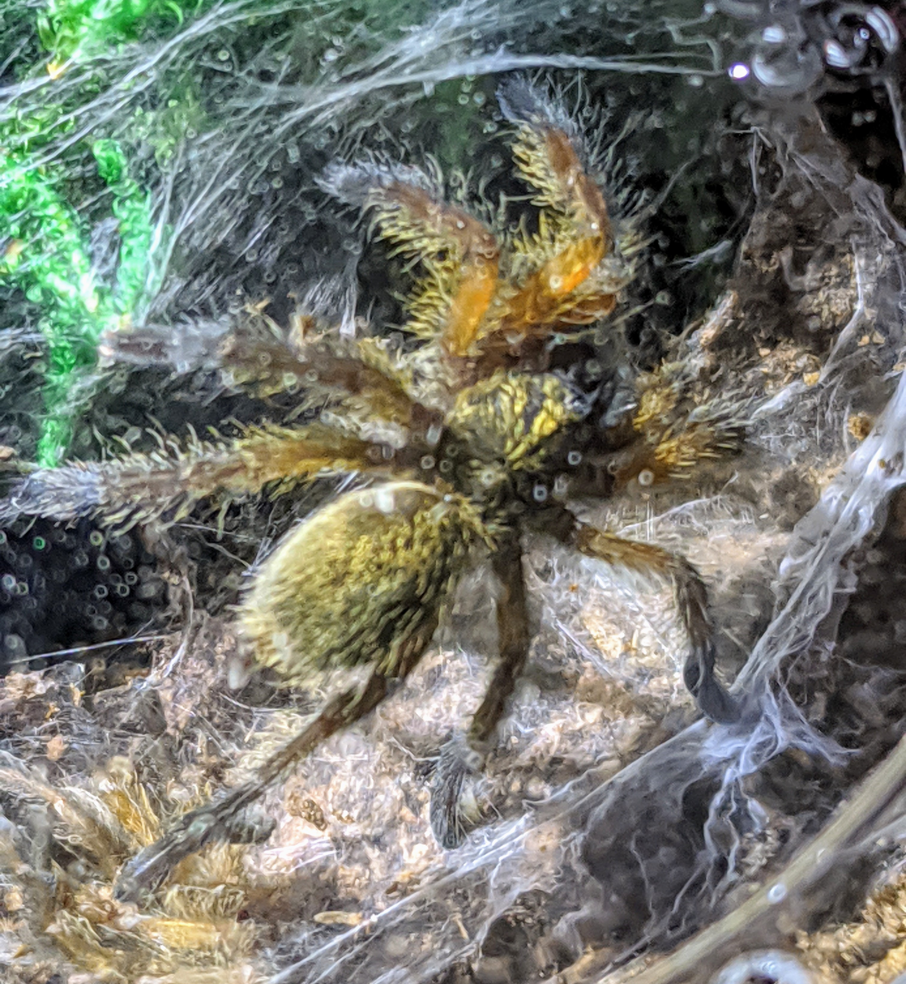 H. pulchripes sling #2
