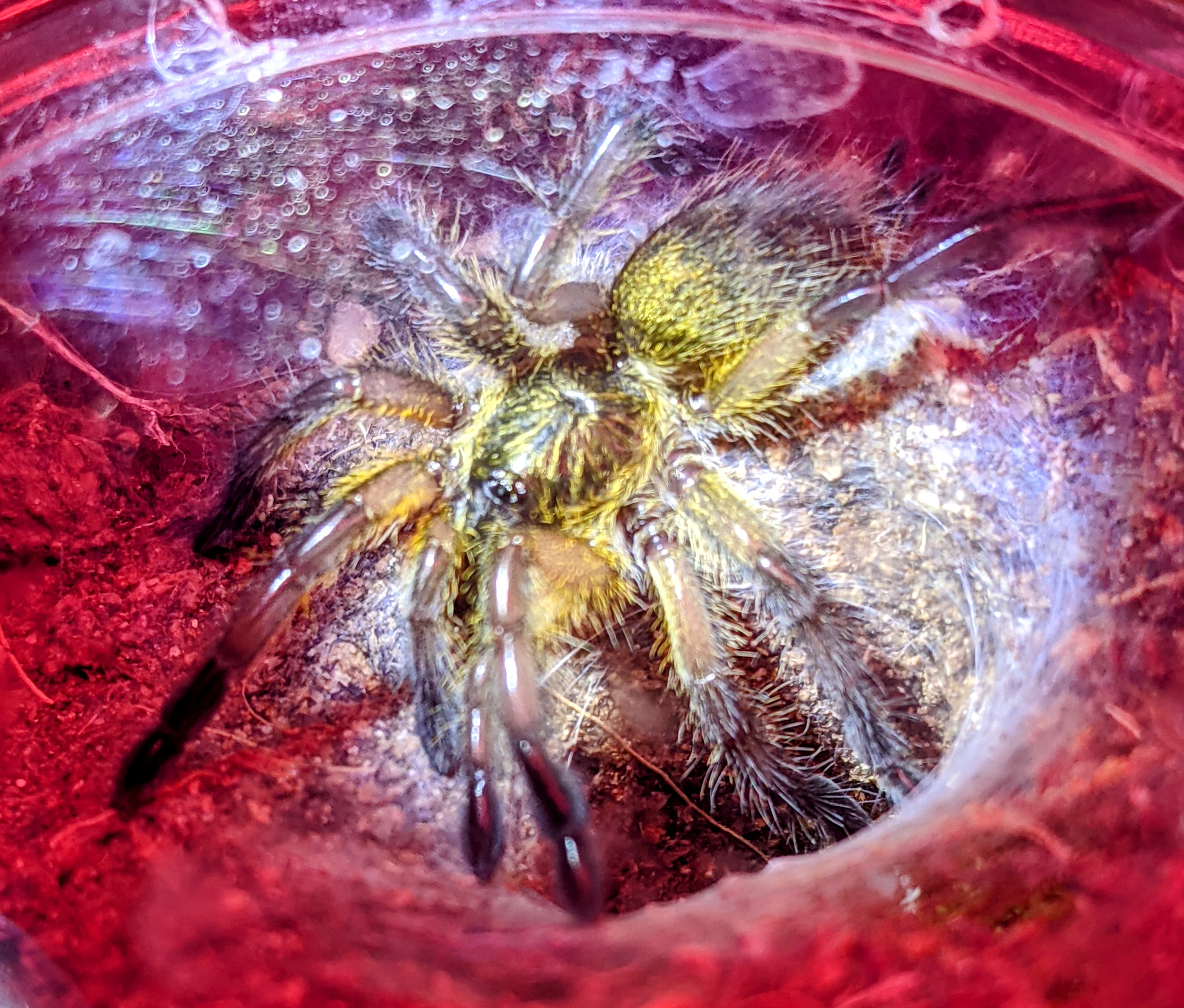 H pulchripes sling, post molt