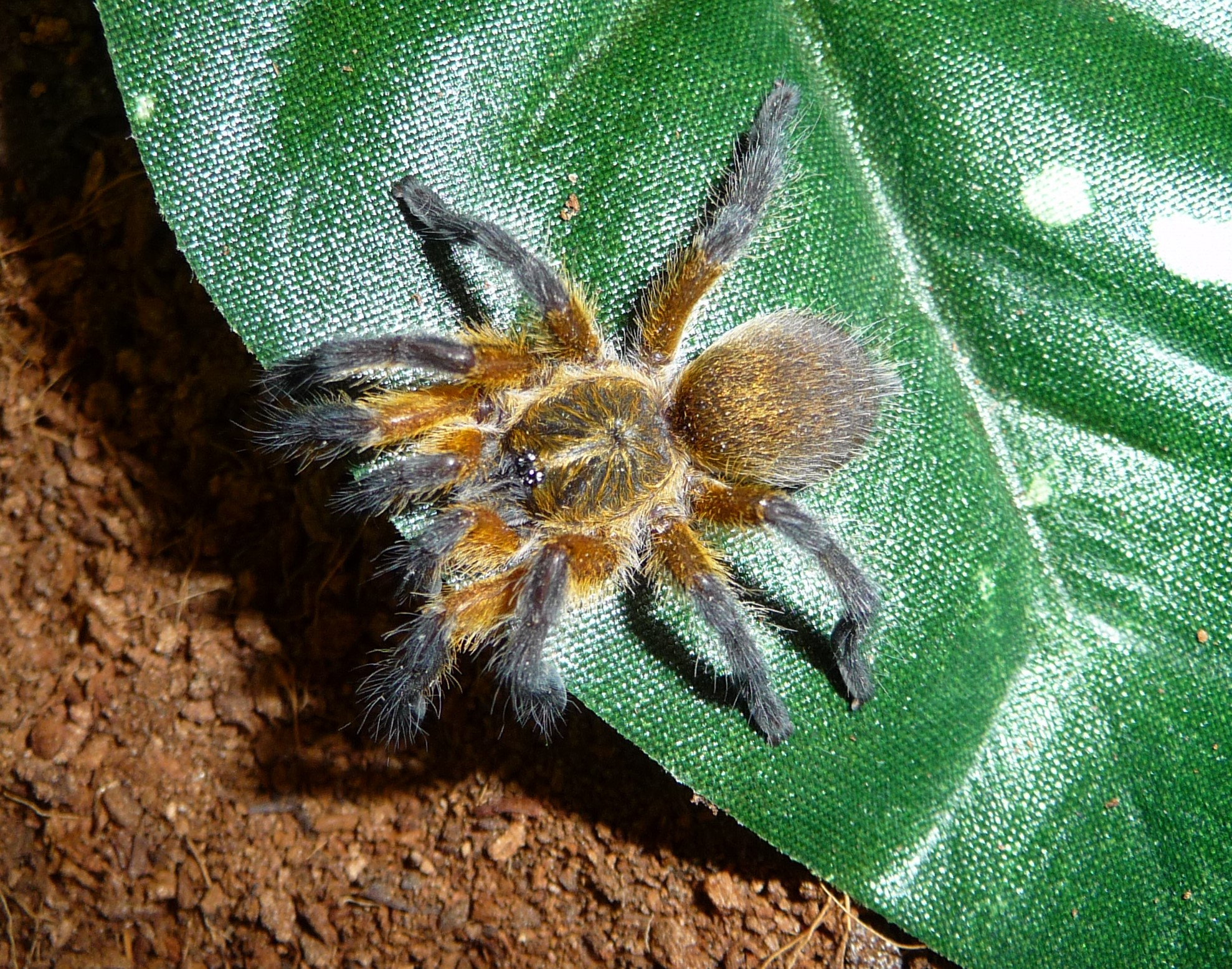 H. pulchripes testing out new skin!