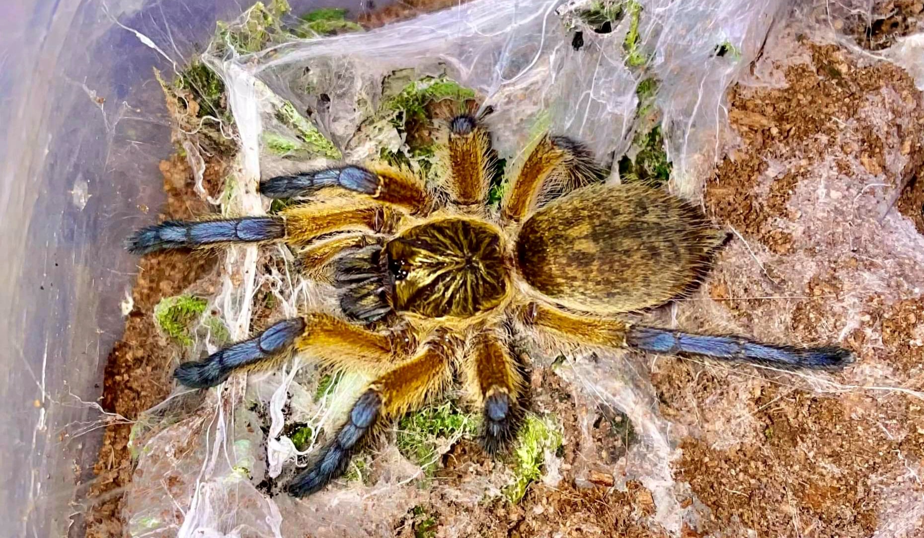 H. pulchripes