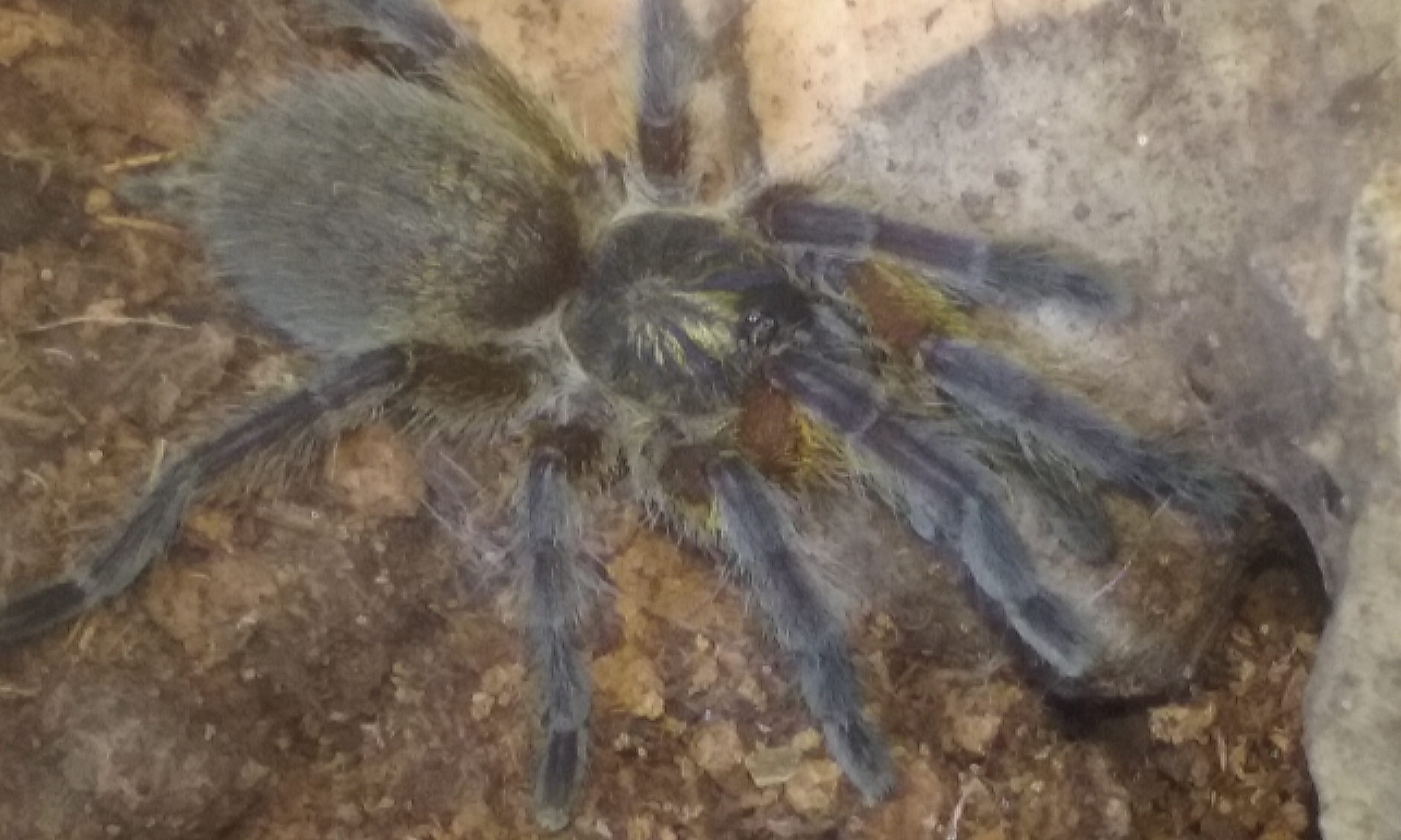 H. Pulchripes