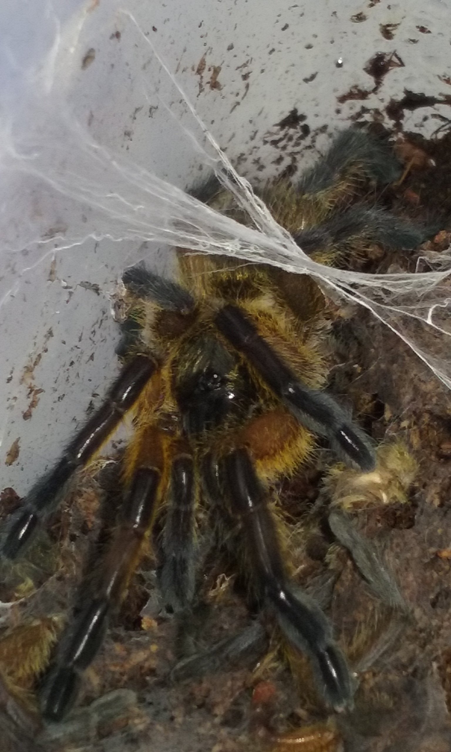 H. Pulchripes