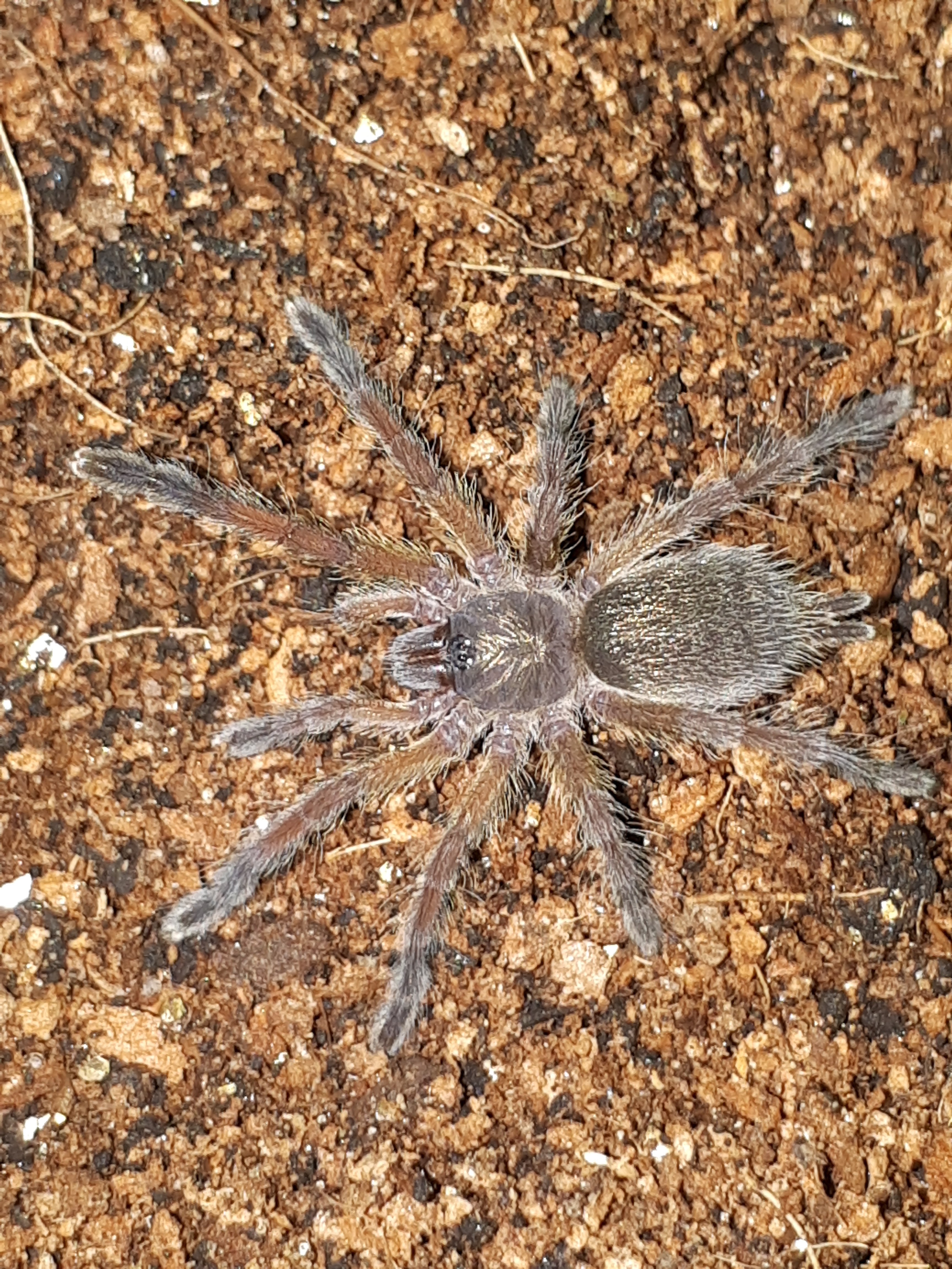 H. Pulchripes