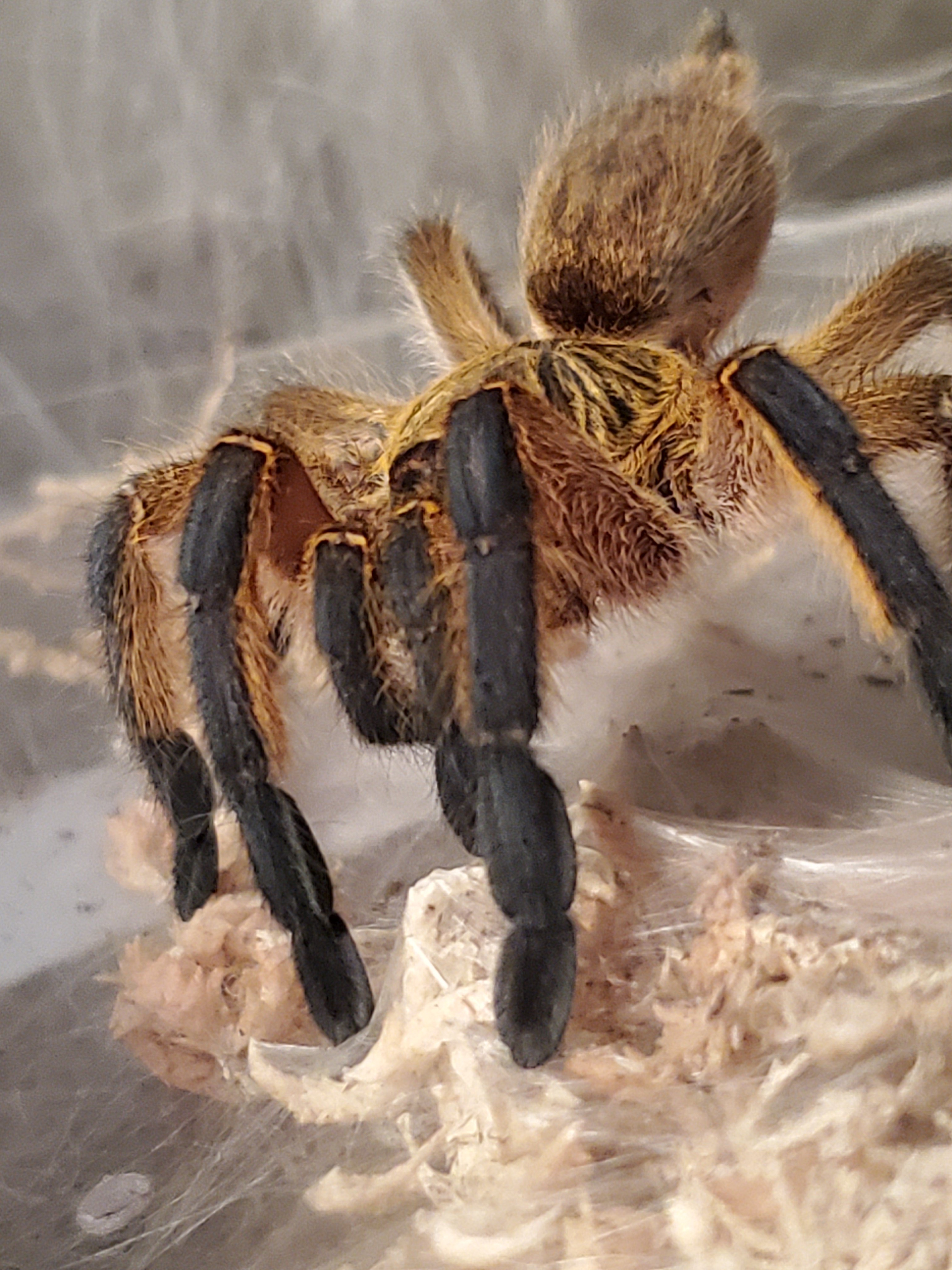 H. Pulchripes