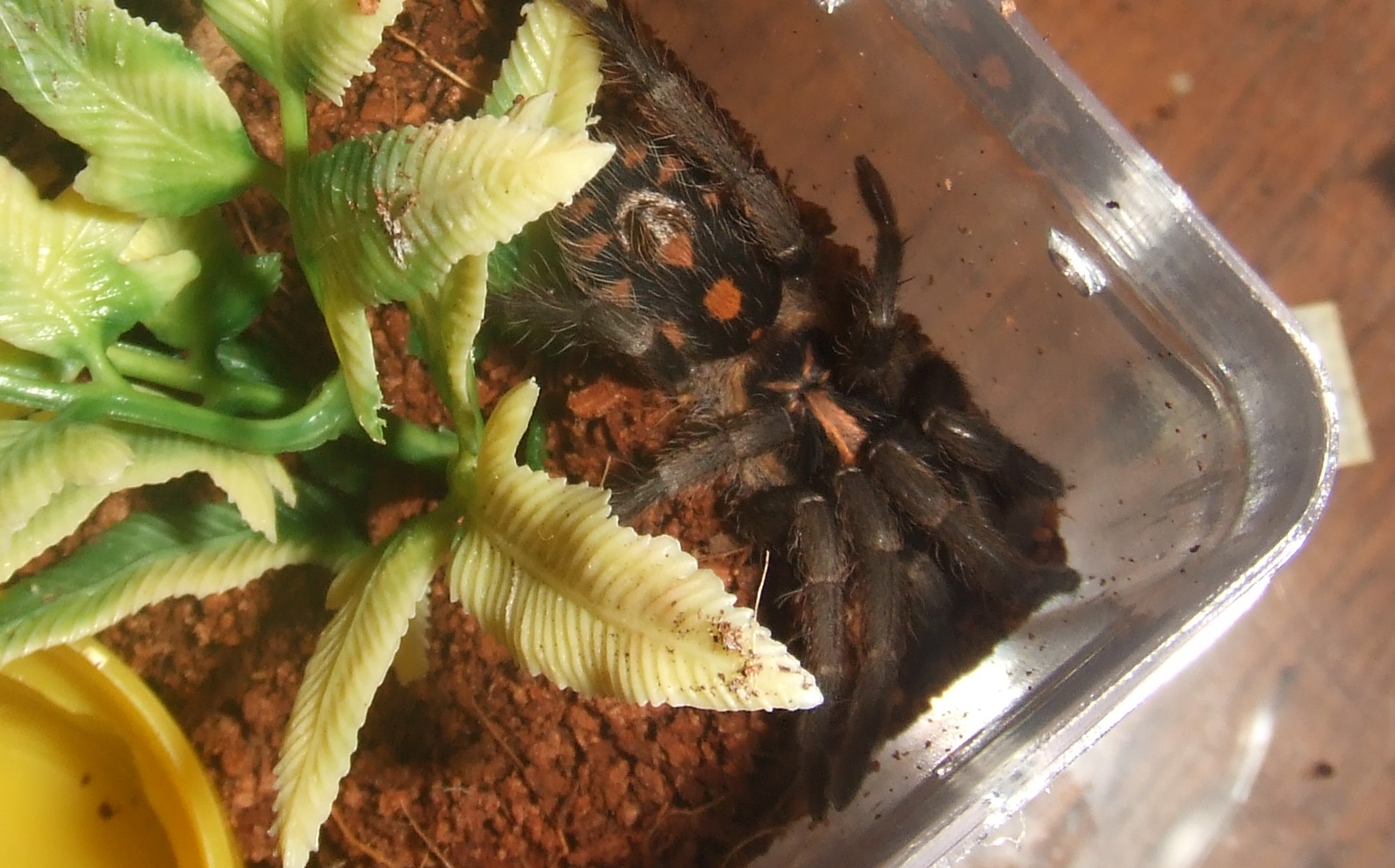 H. sp Colombia klein (small)