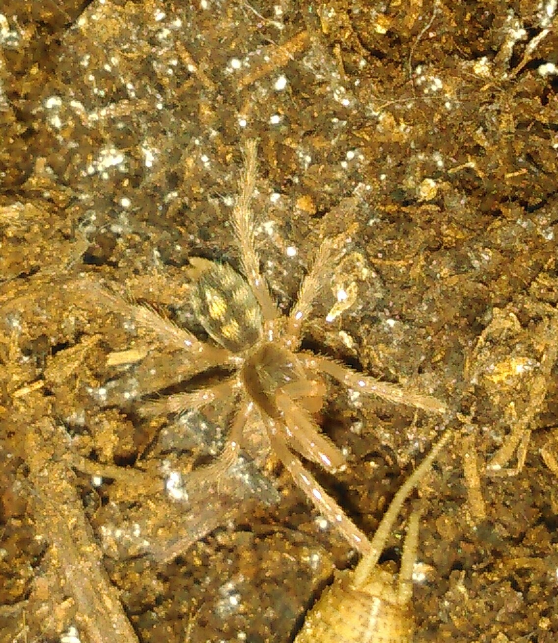 H.sp columbia sling.