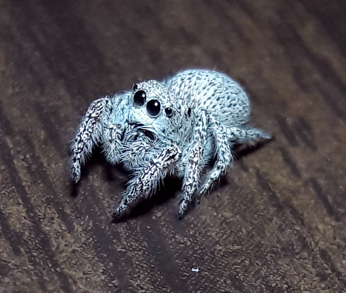 Habronattus signatus