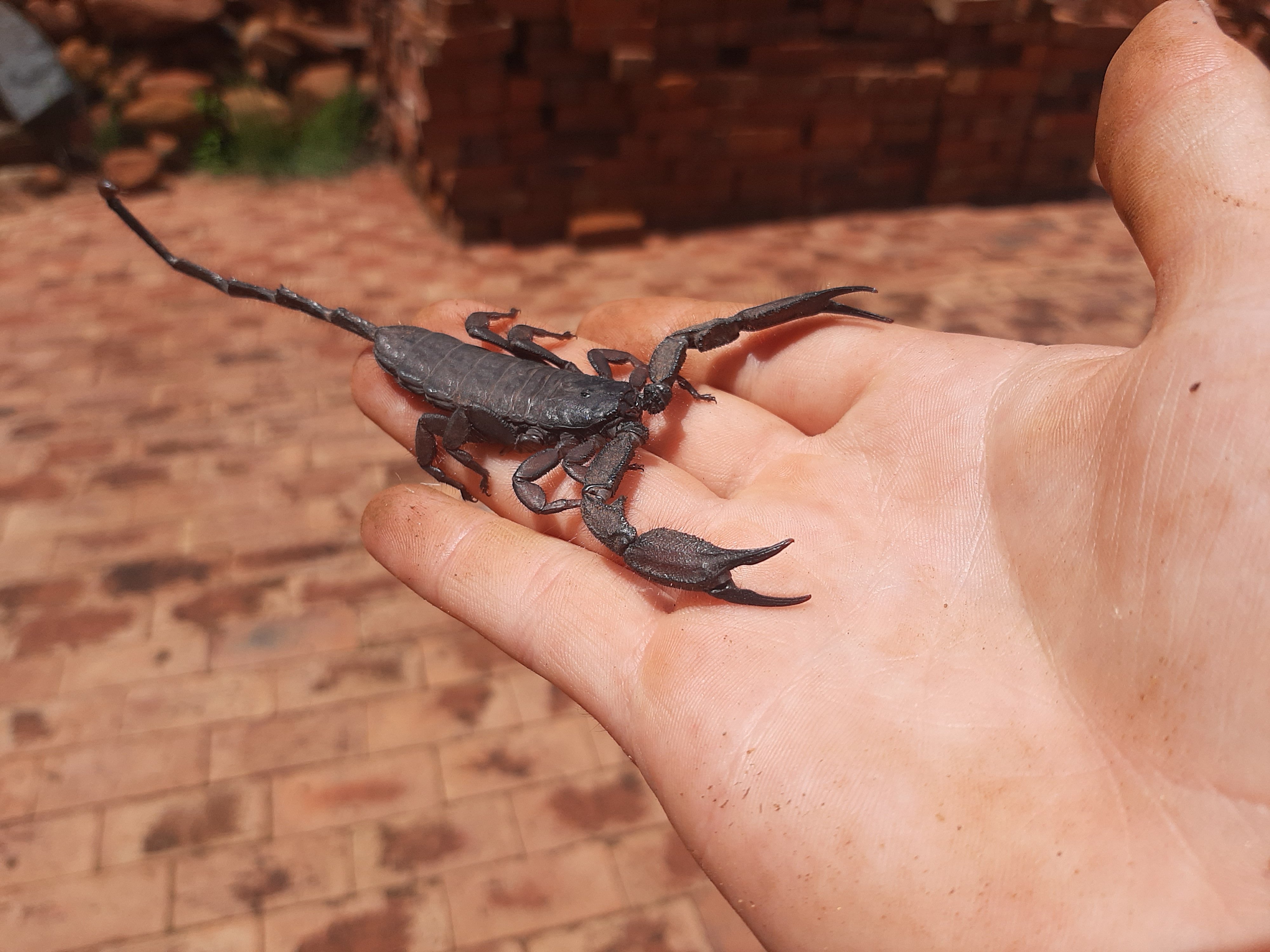 Hadogenes sp (ad male)