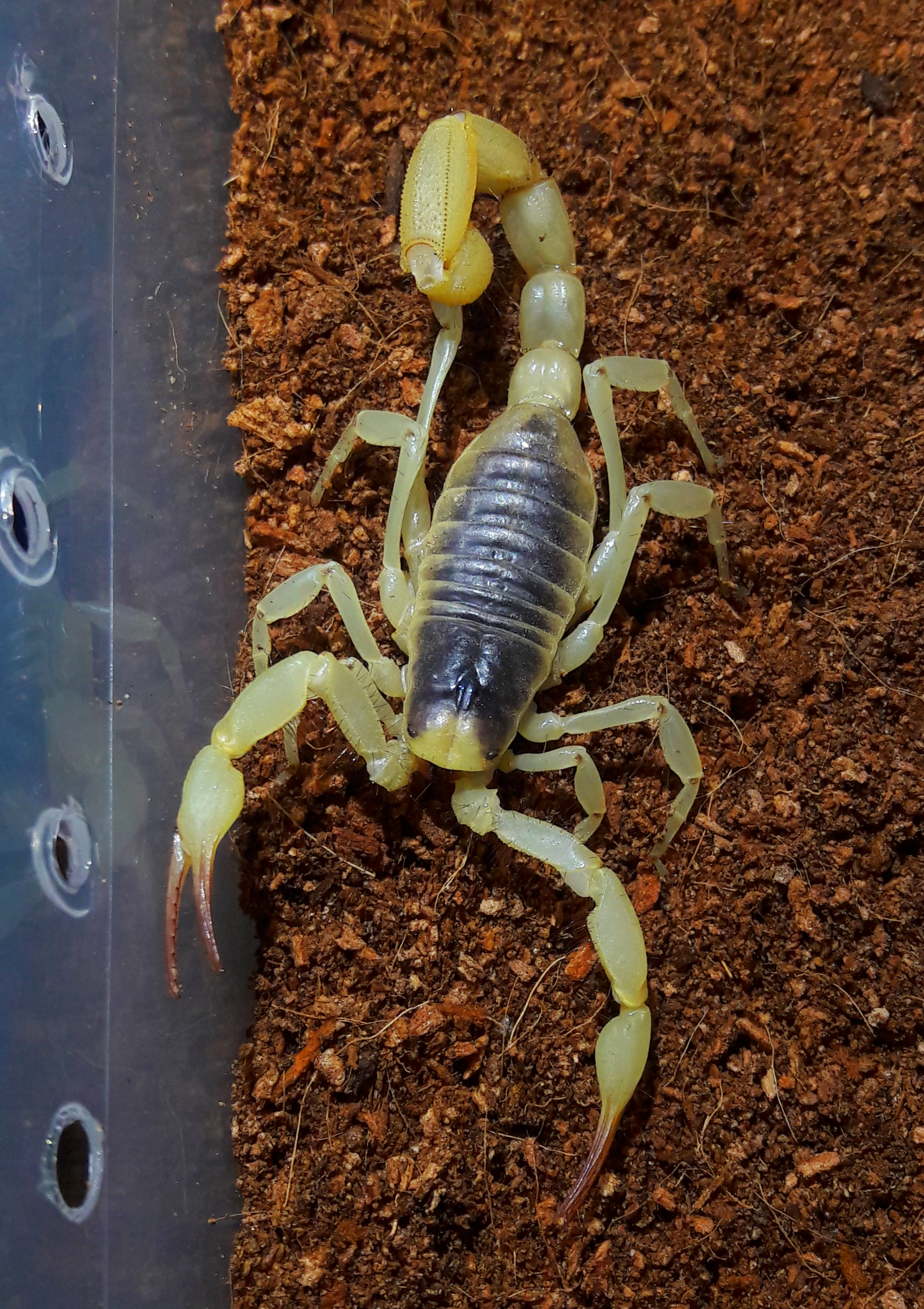 hadrurus anzaborrego