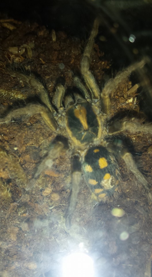 Hapalopus Colombia "small"-Female