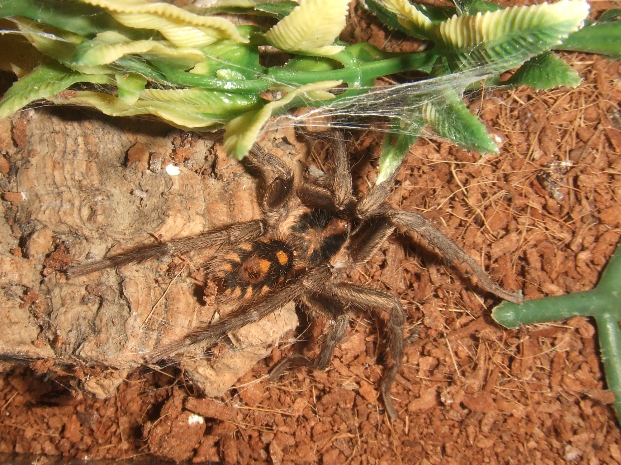 Hapalopus sp Colombia klein - Vita