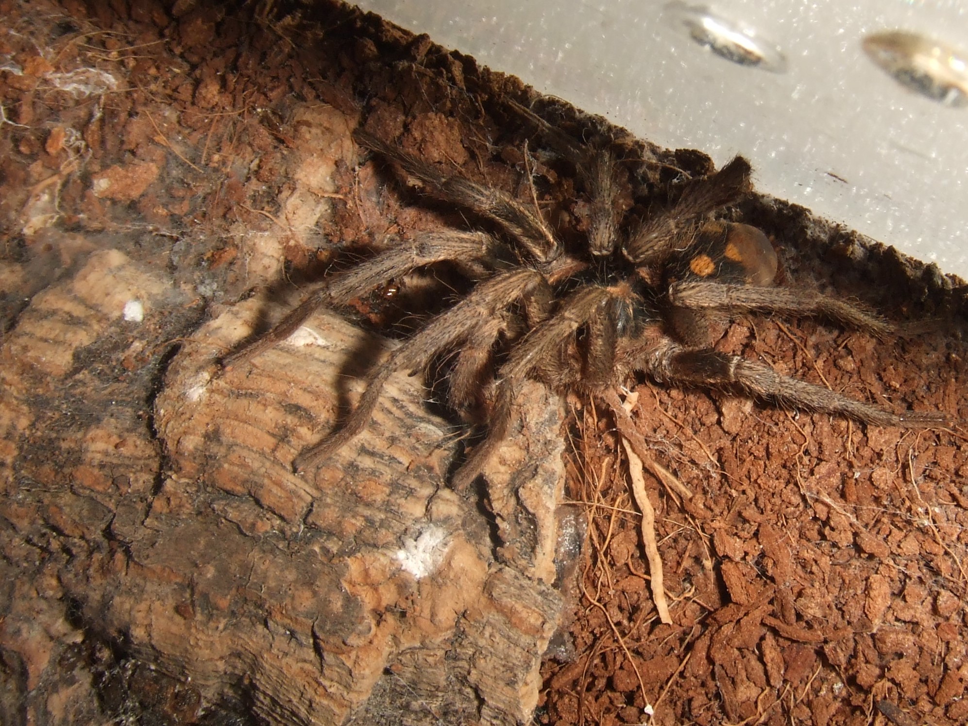 Hapalopus sp Colombia klein - Vita