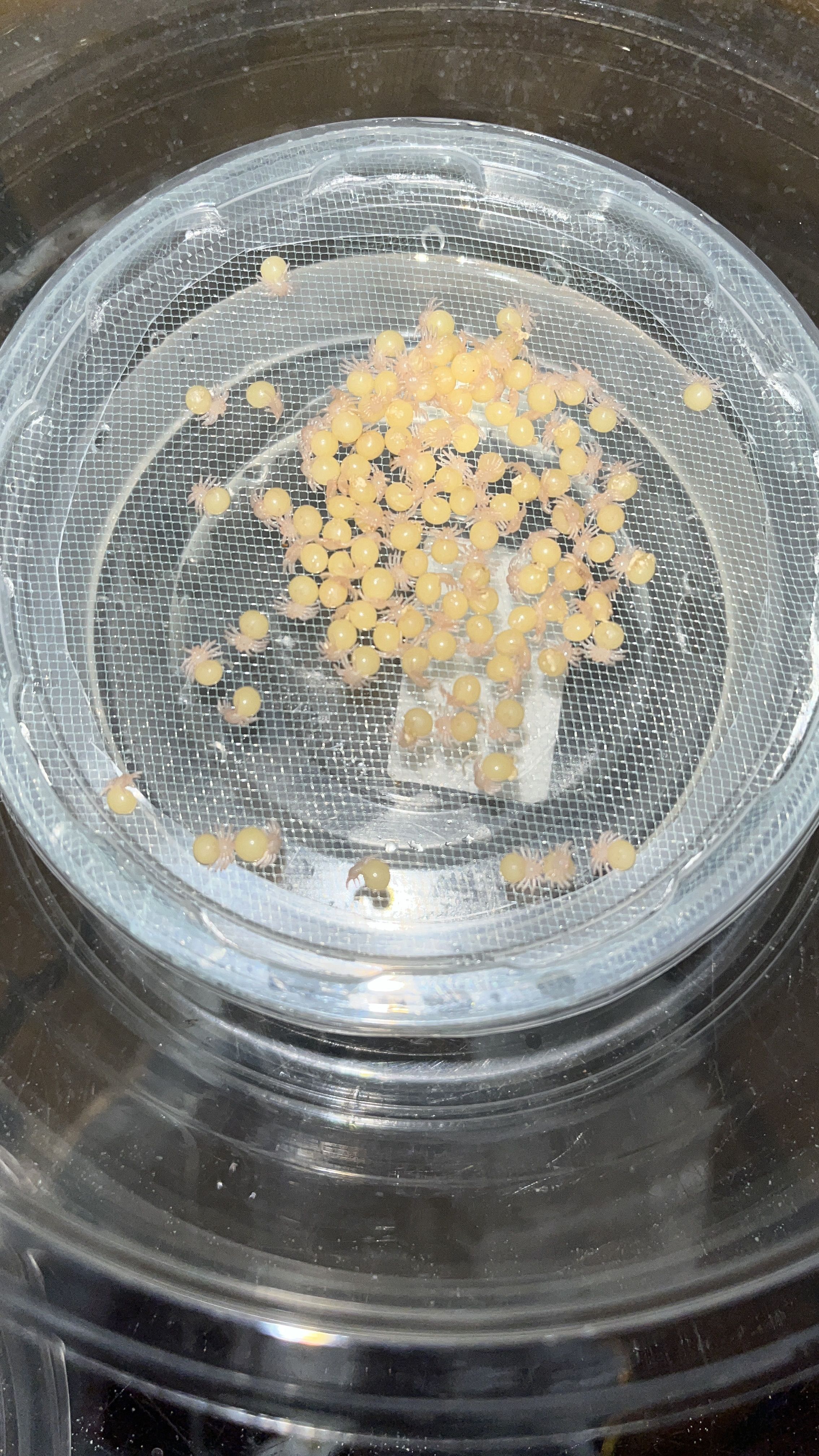 Haploclastus devamatha ewl