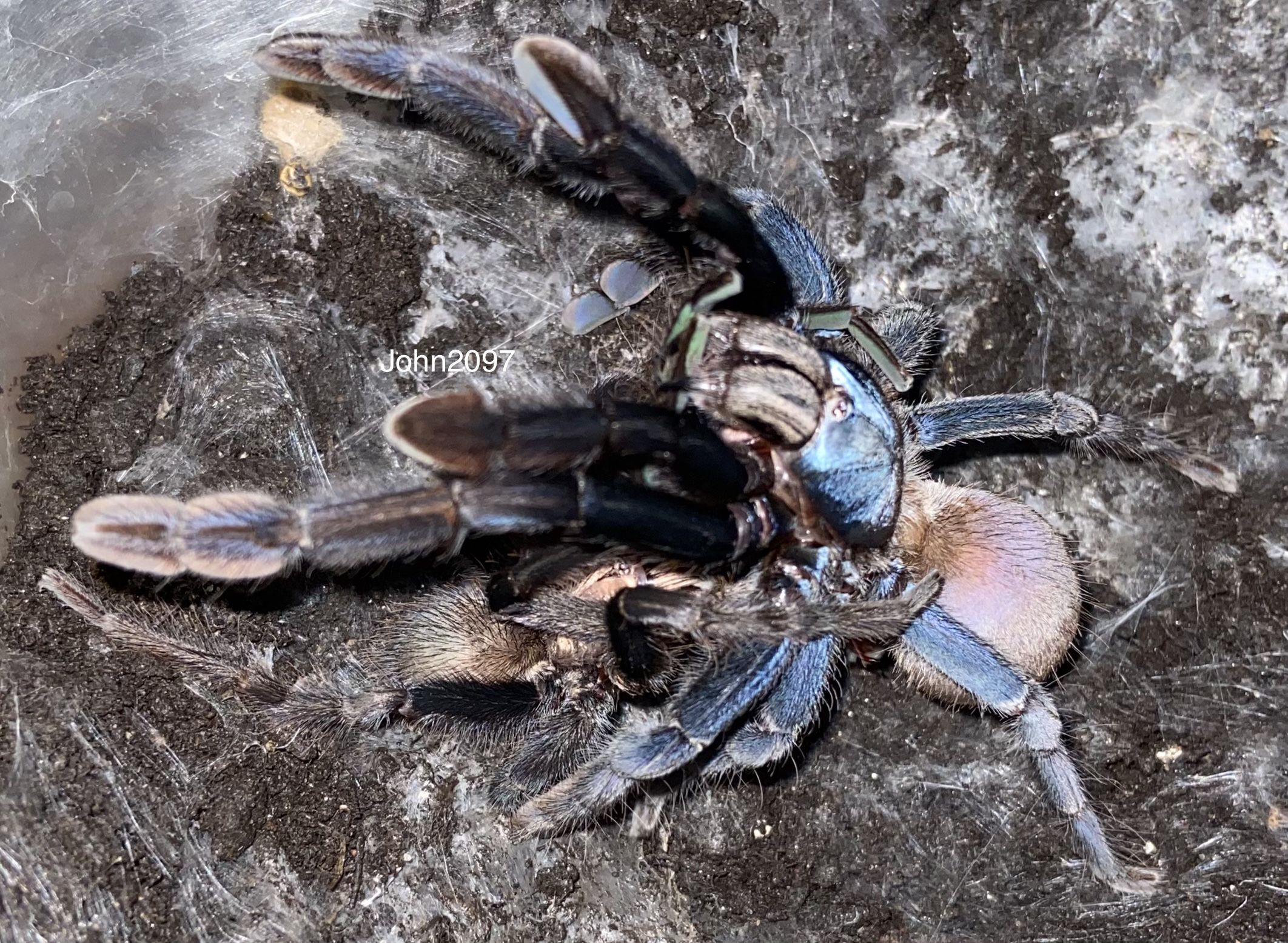 Haploclastus devamatha pair