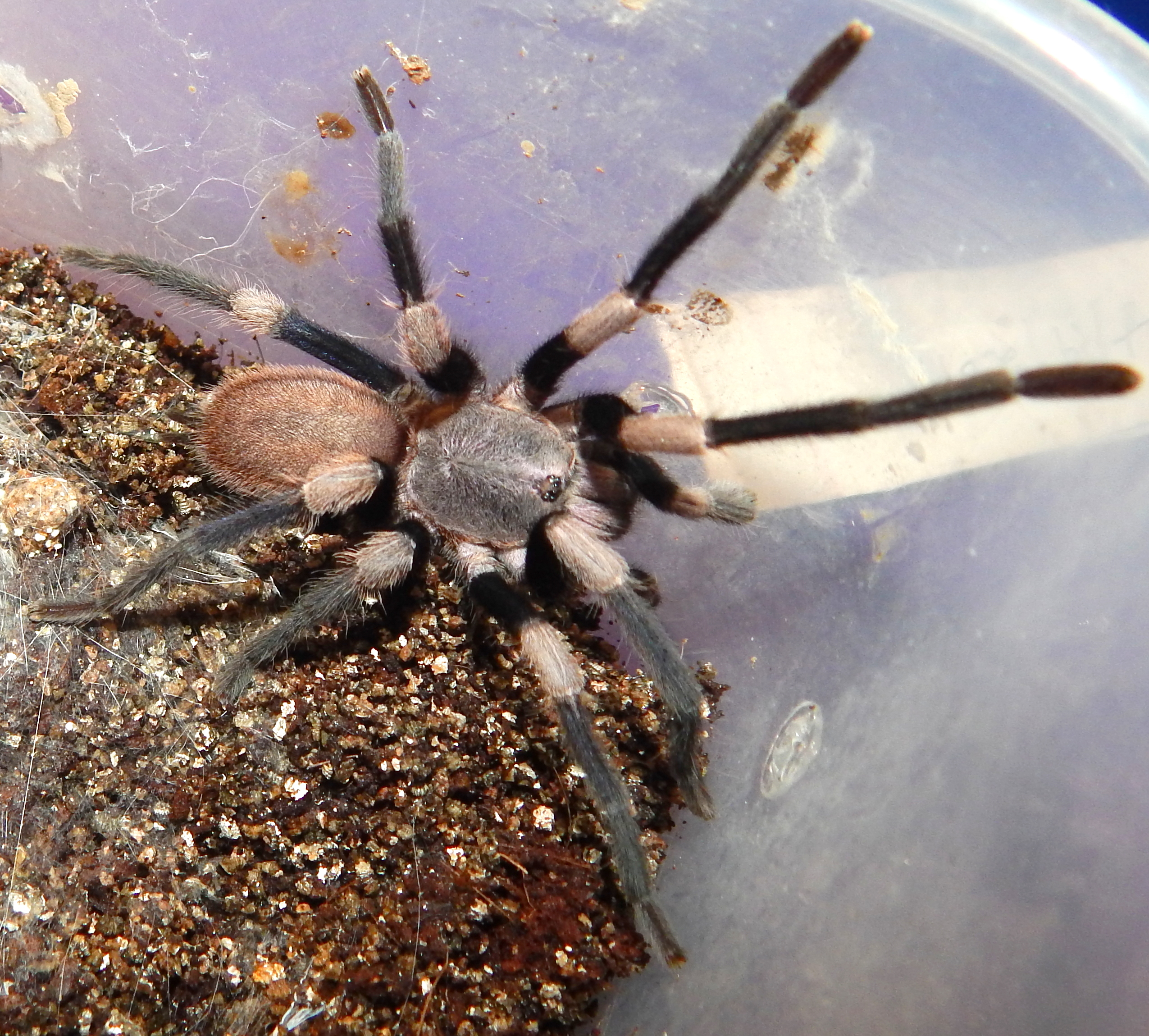 Haplocosmia himalayana (Himalayan Earth Tiger)