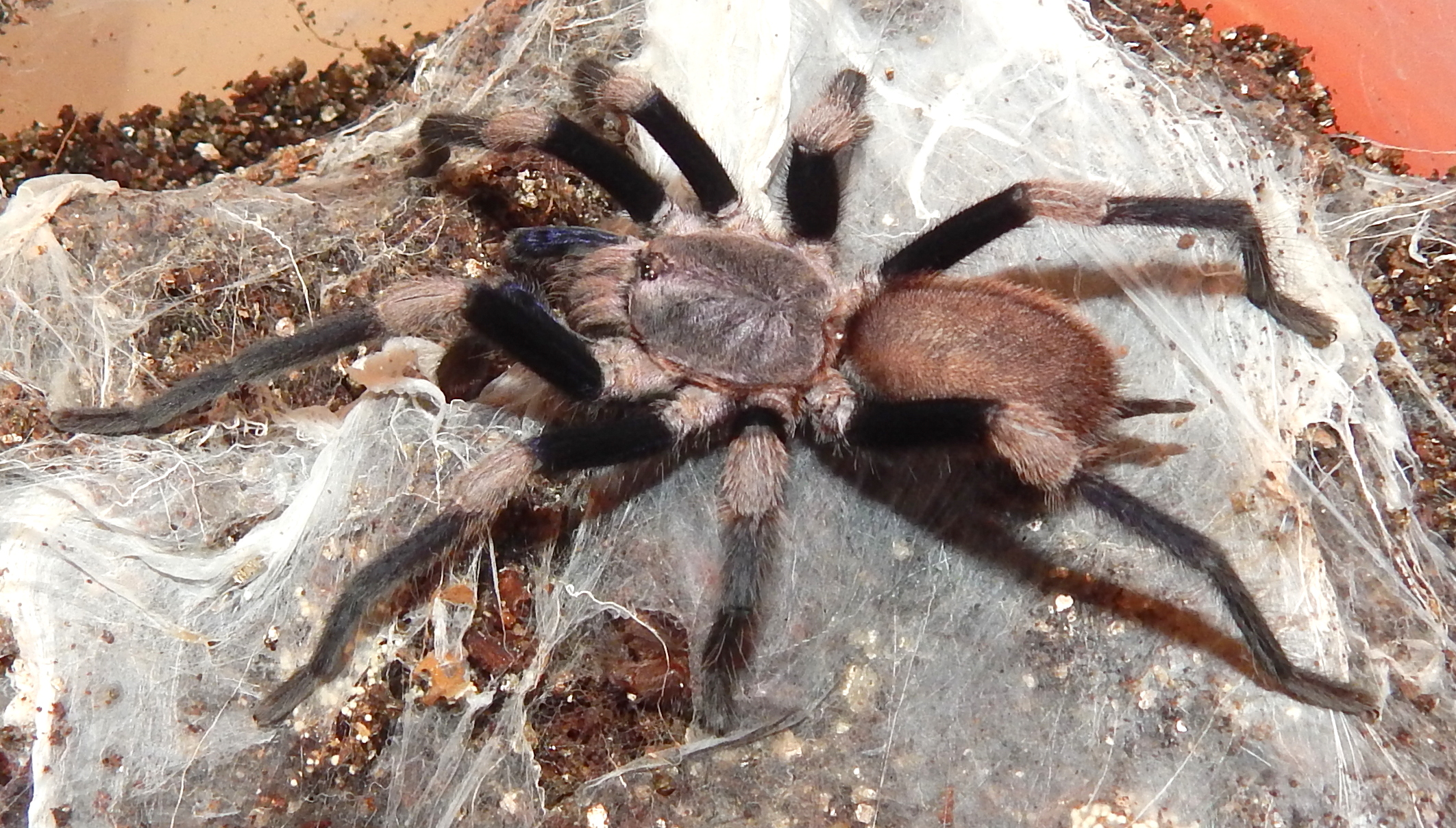 Haplocosmia himalayana (Himalayan Earth Tiger)