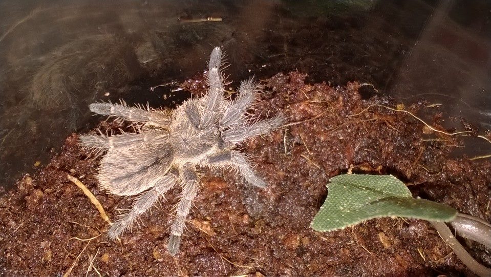 Haplopelma albostriatum