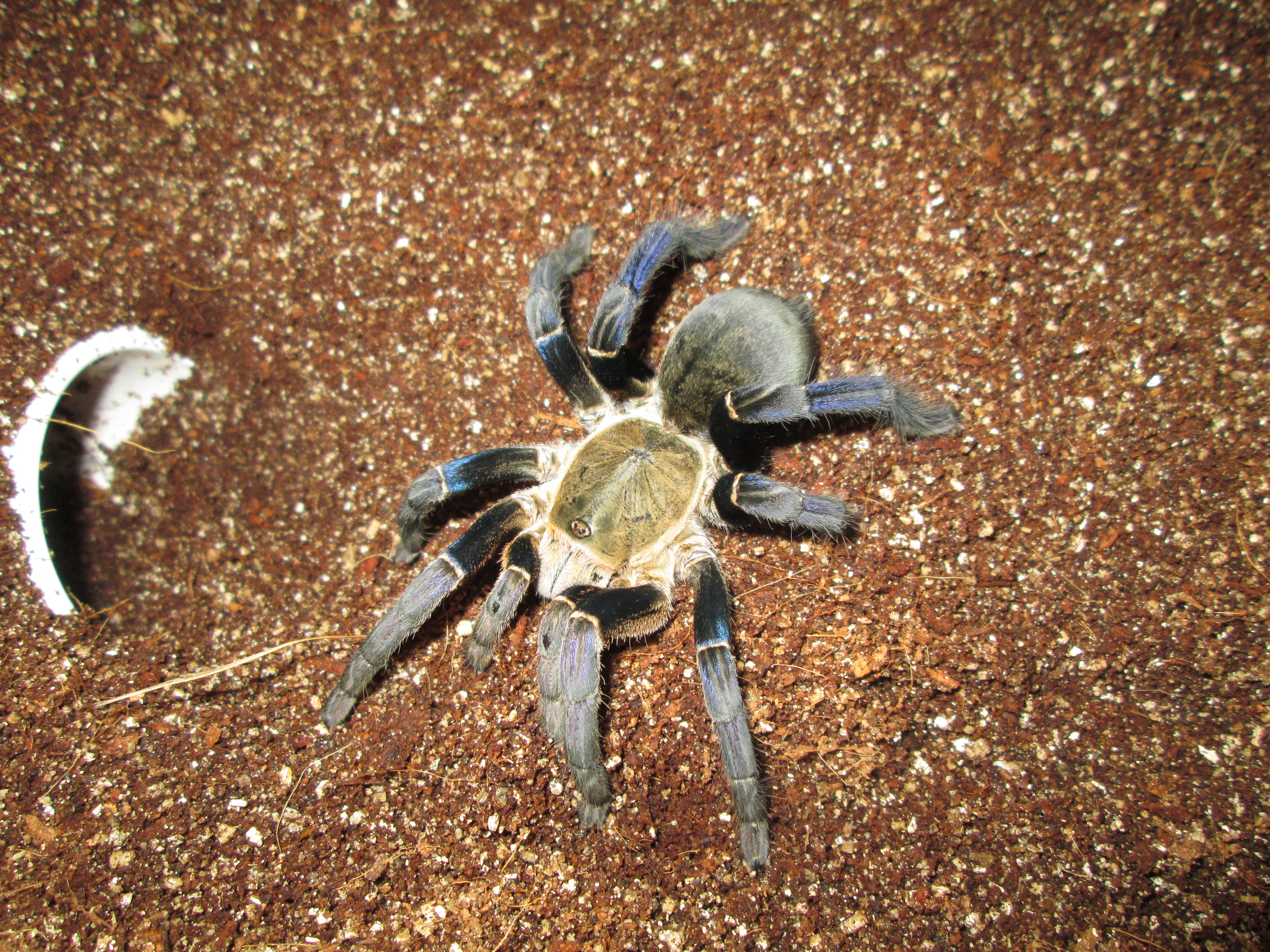 Haplopelma Lividum - Cobalt Blue