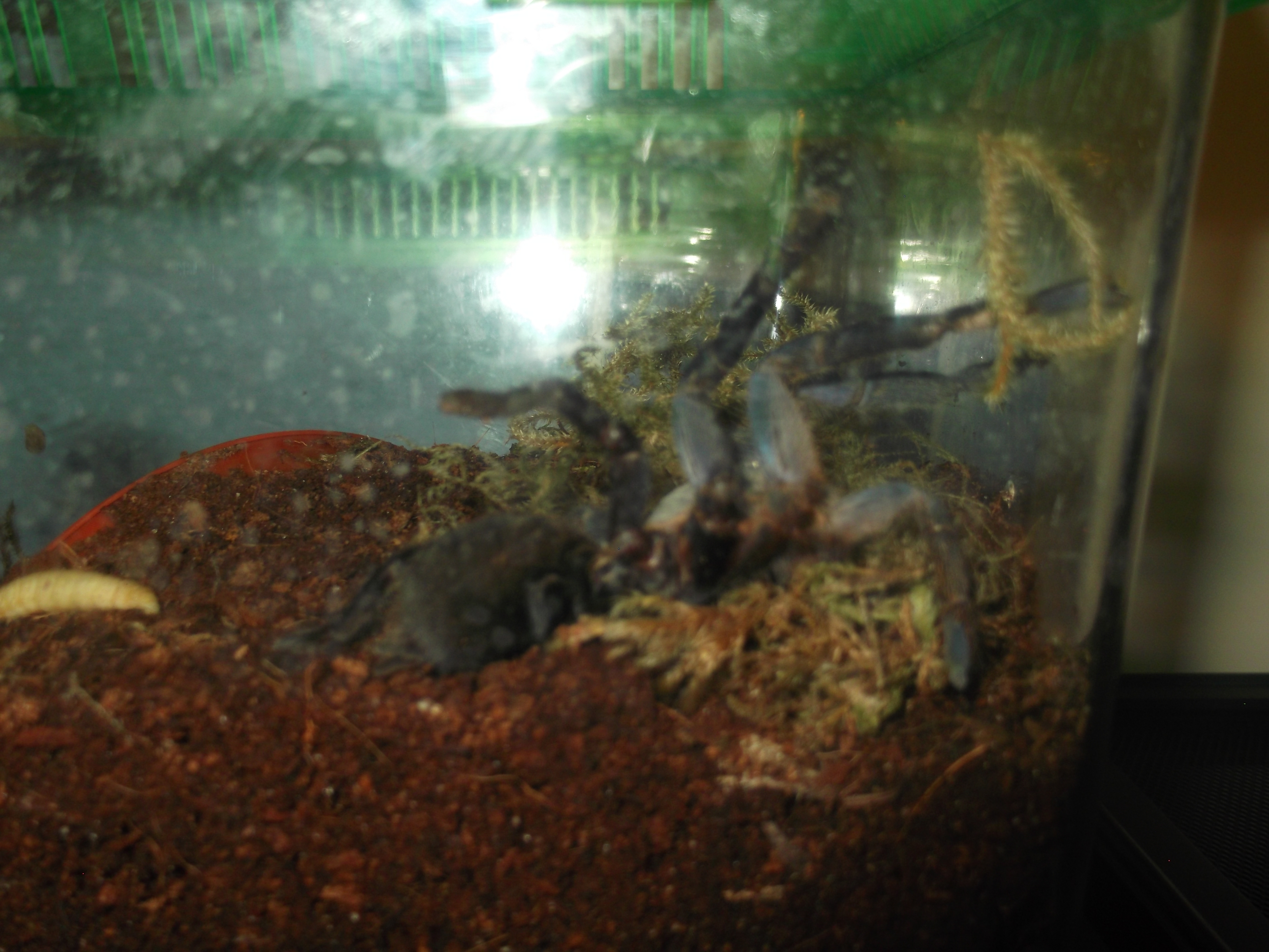 Haplopelma lividum