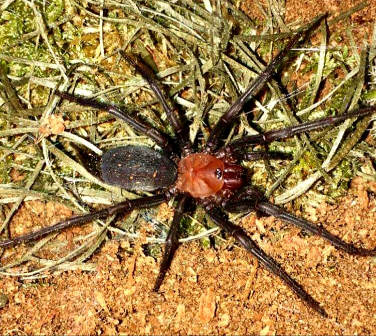 Harmonicon oiapoqueae