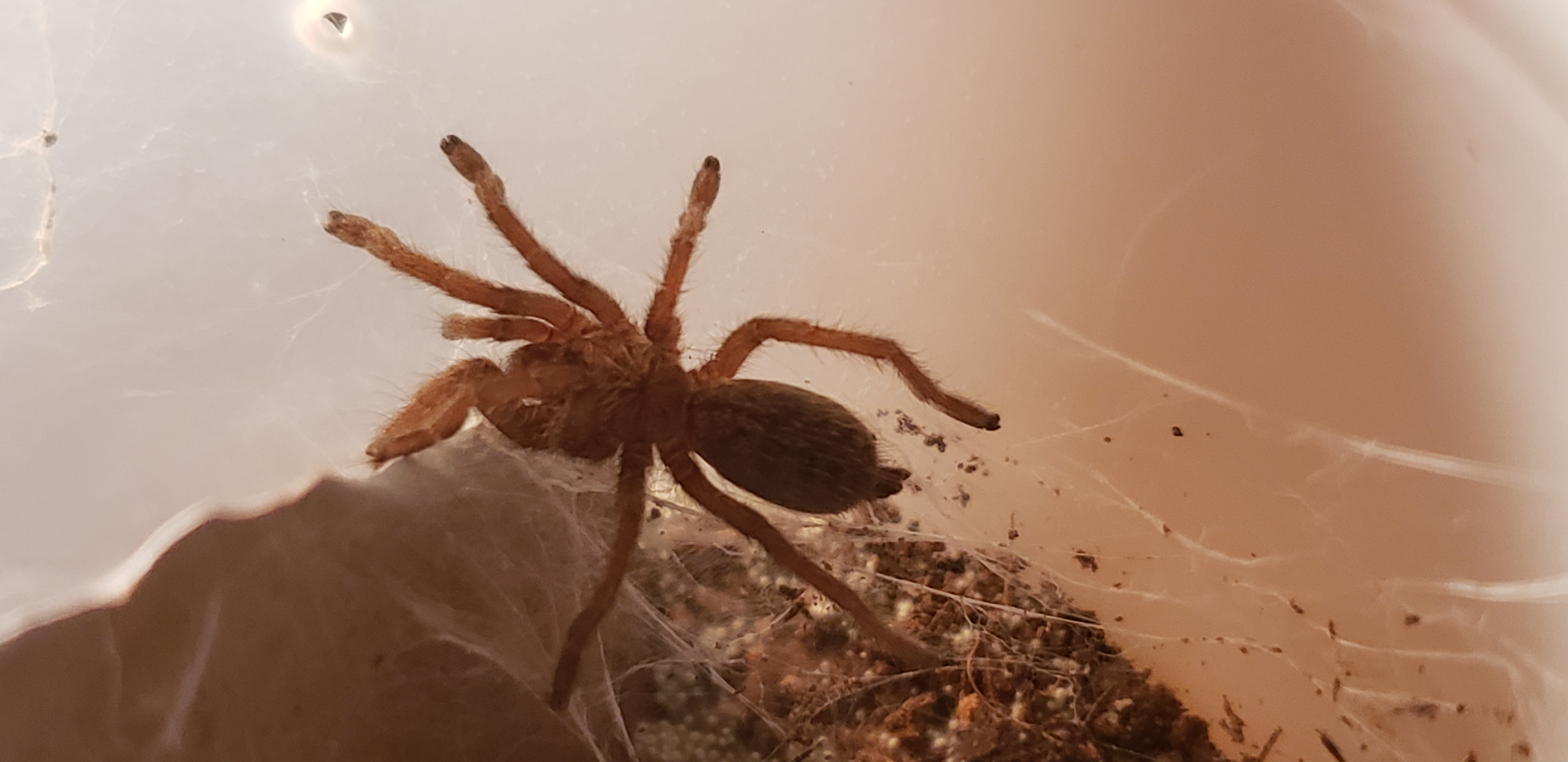 Harpactira cafreriana