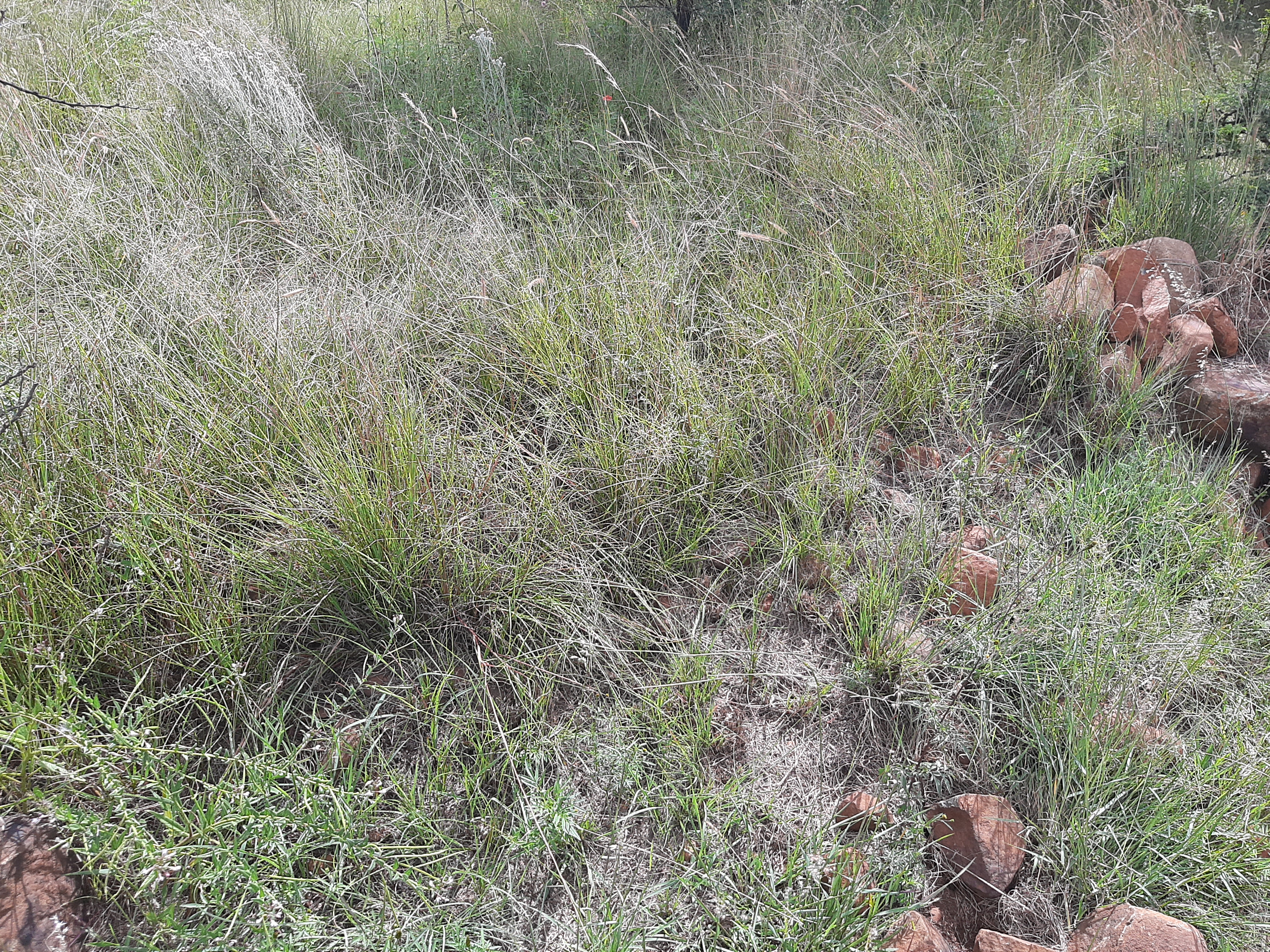 Harpactira hamiltoni habitat